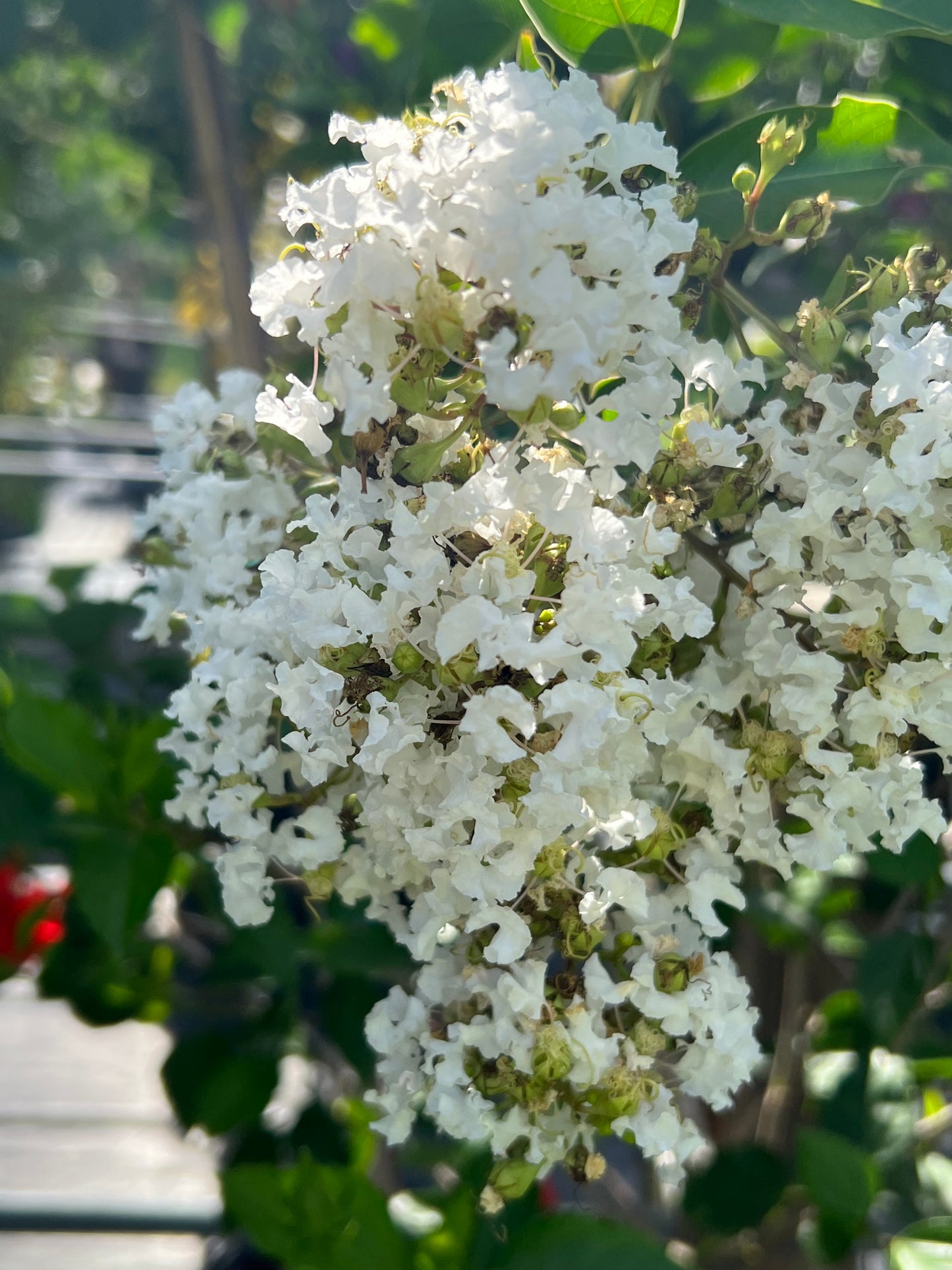 Crape Myrtle 3G