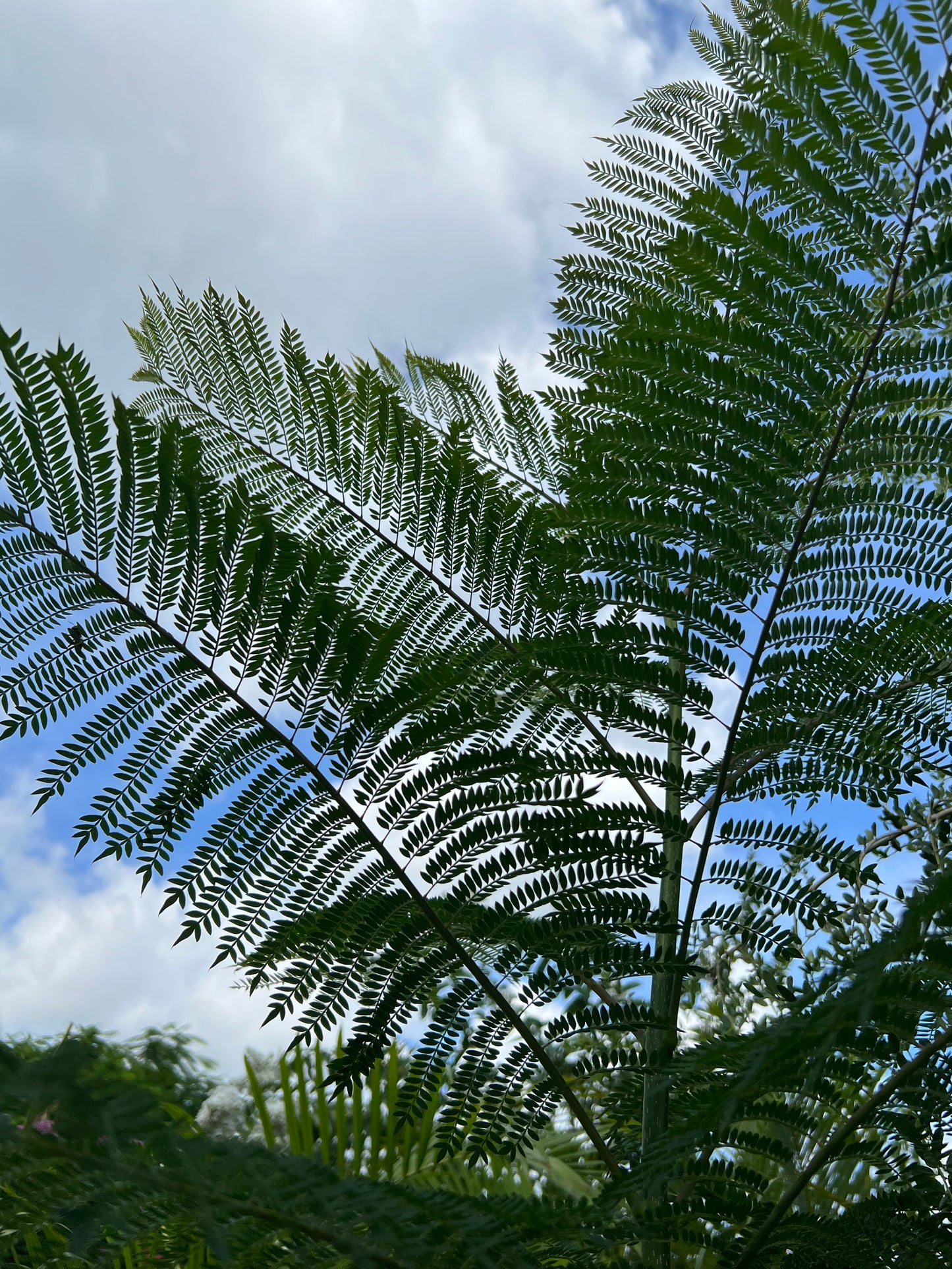 Jacaranda Tree