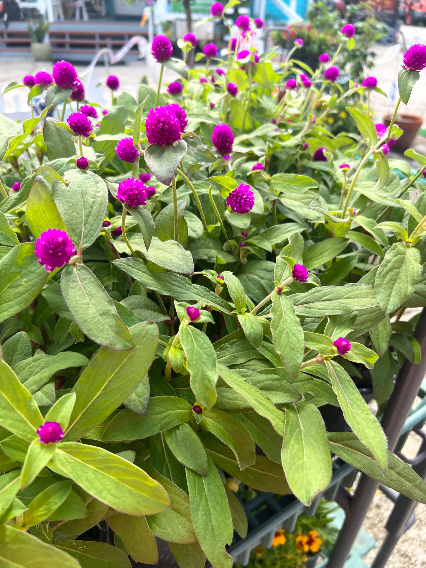 Gomphrena-1G