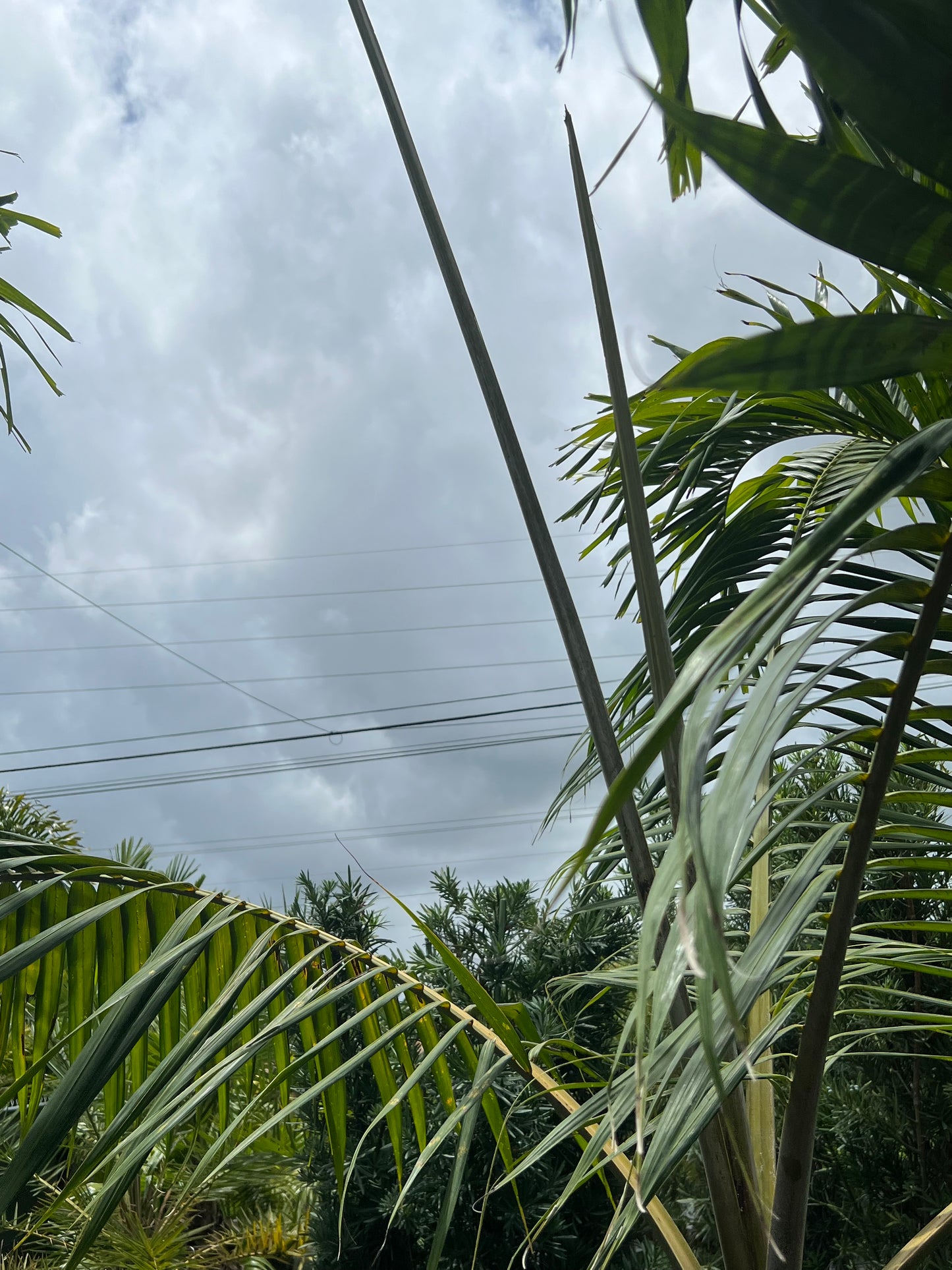 Palm Hurricane