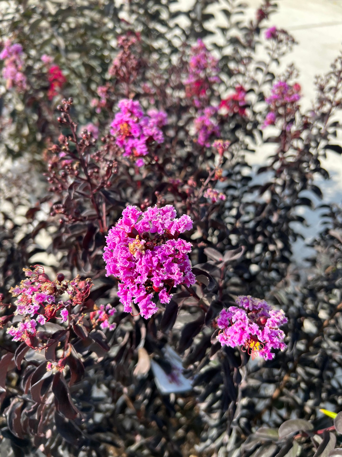 Crape Myrtle 3G