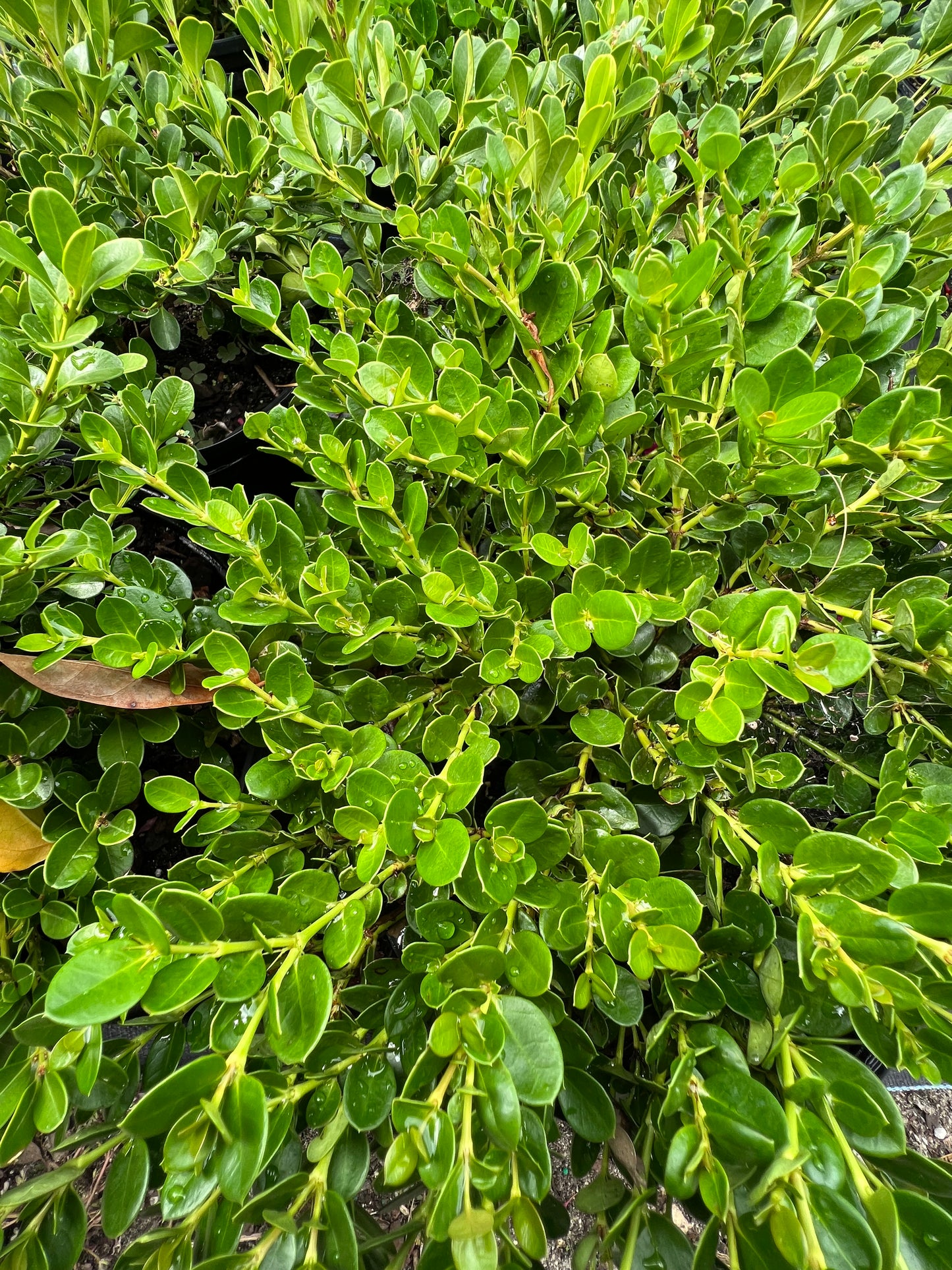 Carissa Emerald Blnkt-3G