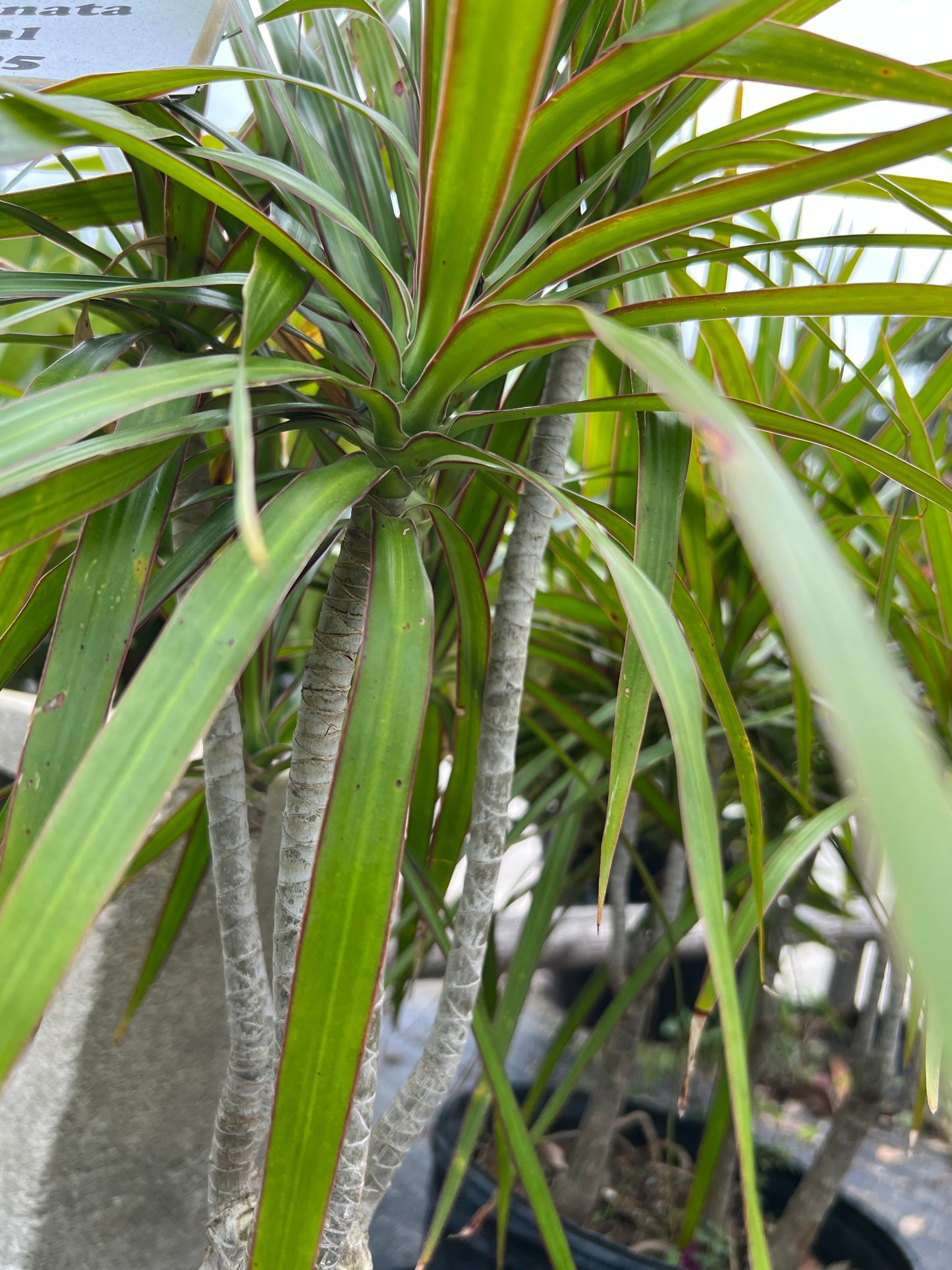 Dracaena Marginata Green