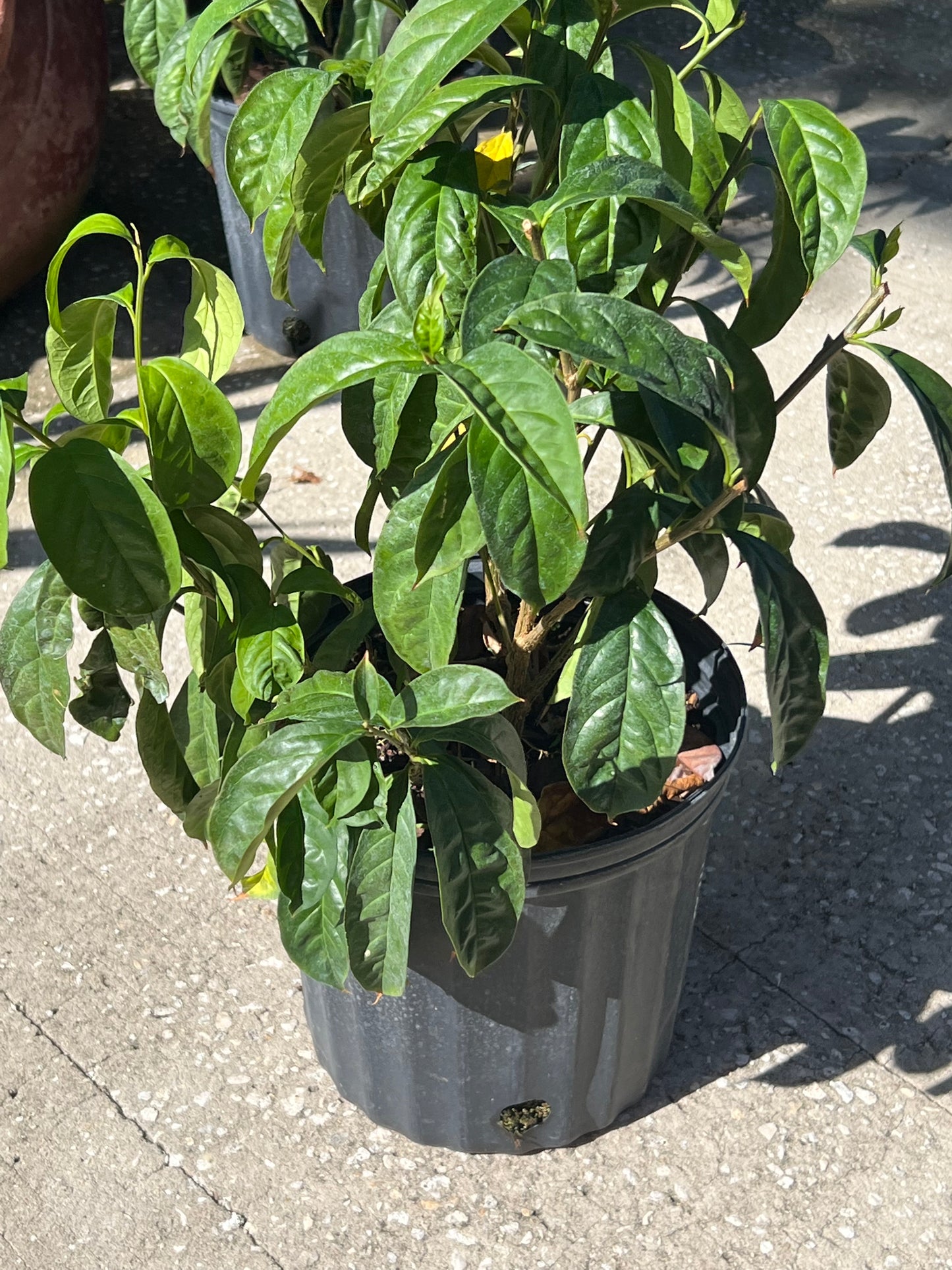 Yesterday, Today and Tomorrow Brunfelsia