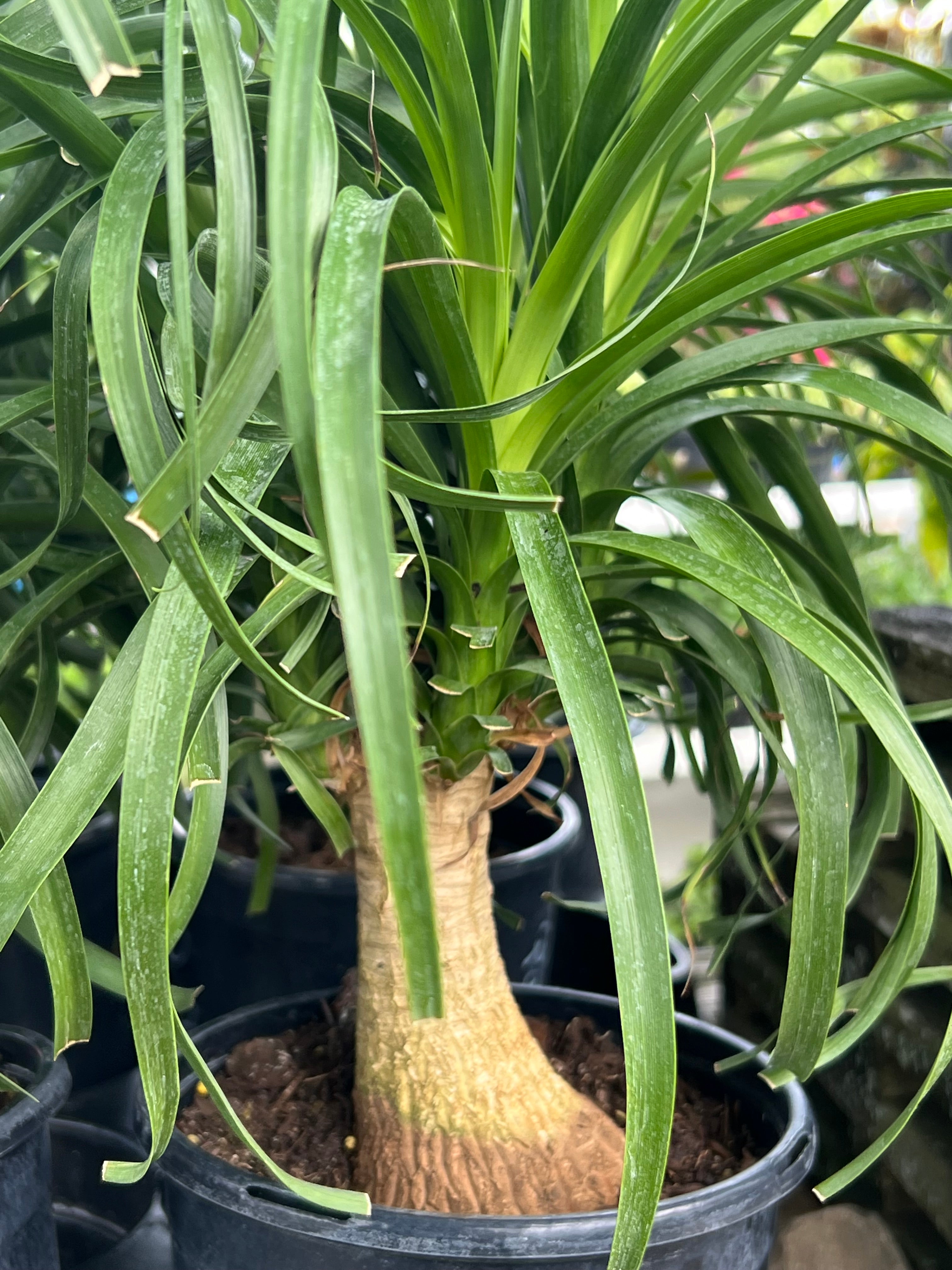 large ponytail palm slae florida Ponytail Palms – Emerald Island Garden Center