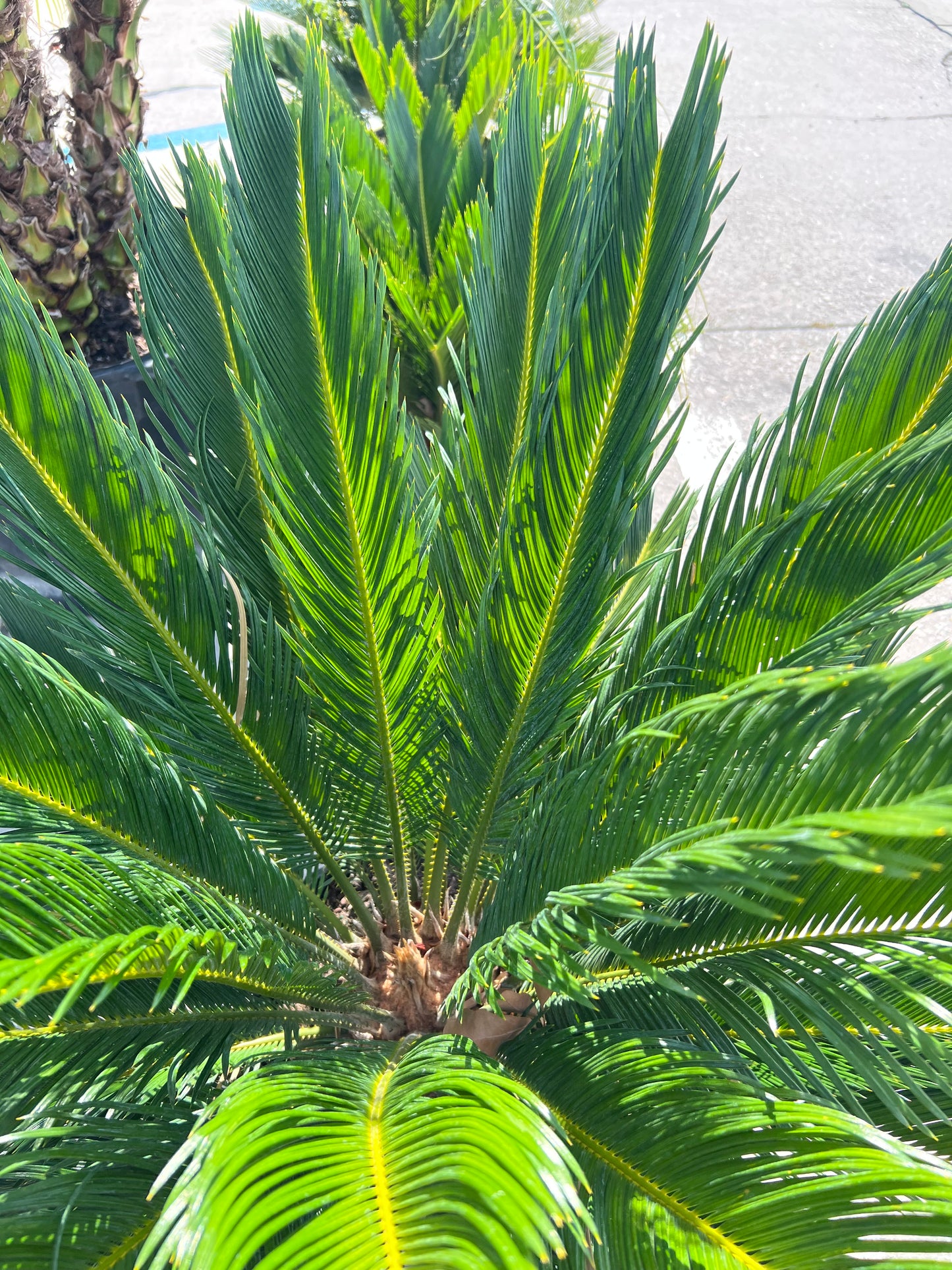 Palm, King Sago-10 gal-10 gal