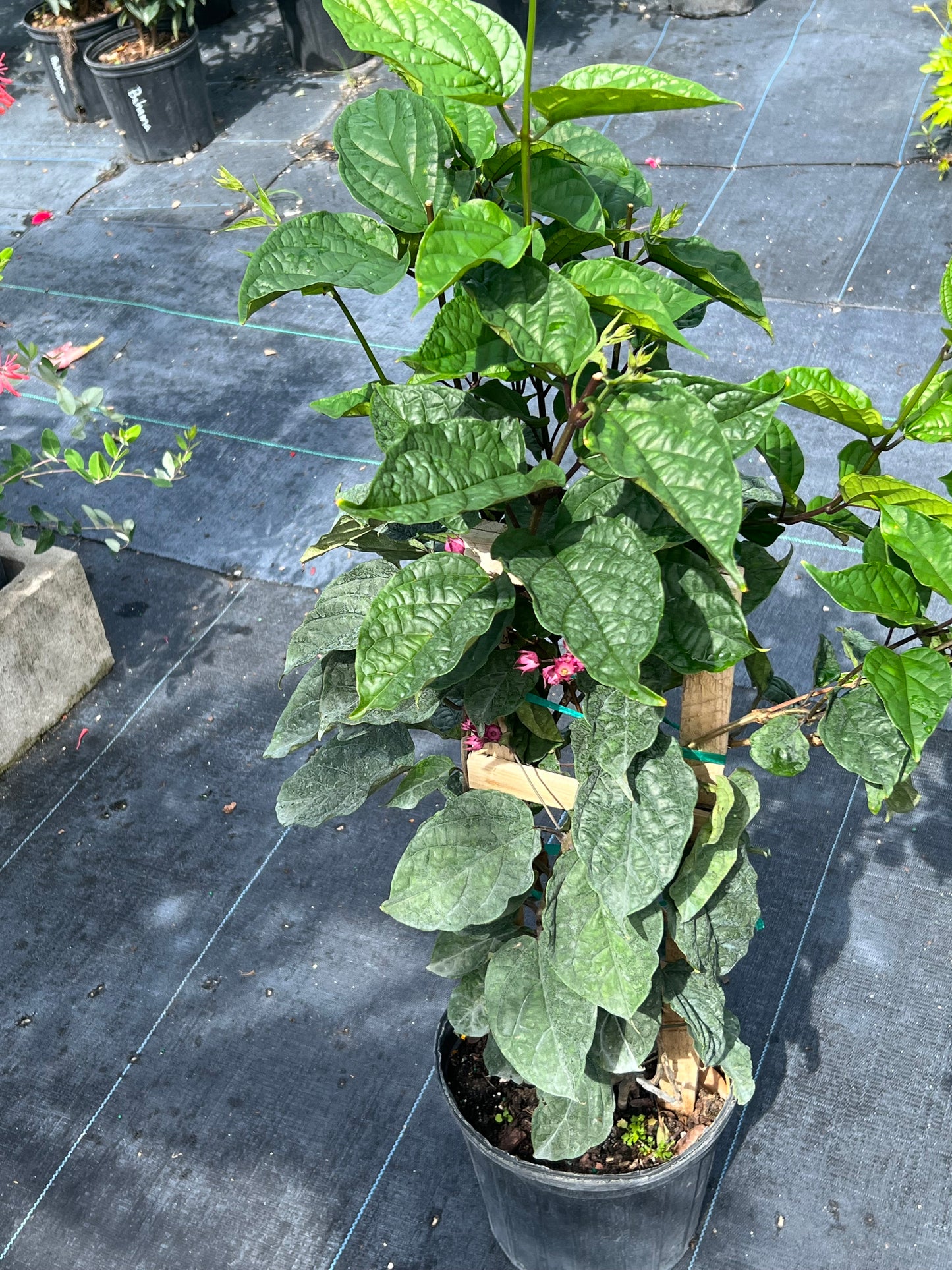 Bleeding Heart Clerodendrum(Thomsoniae)