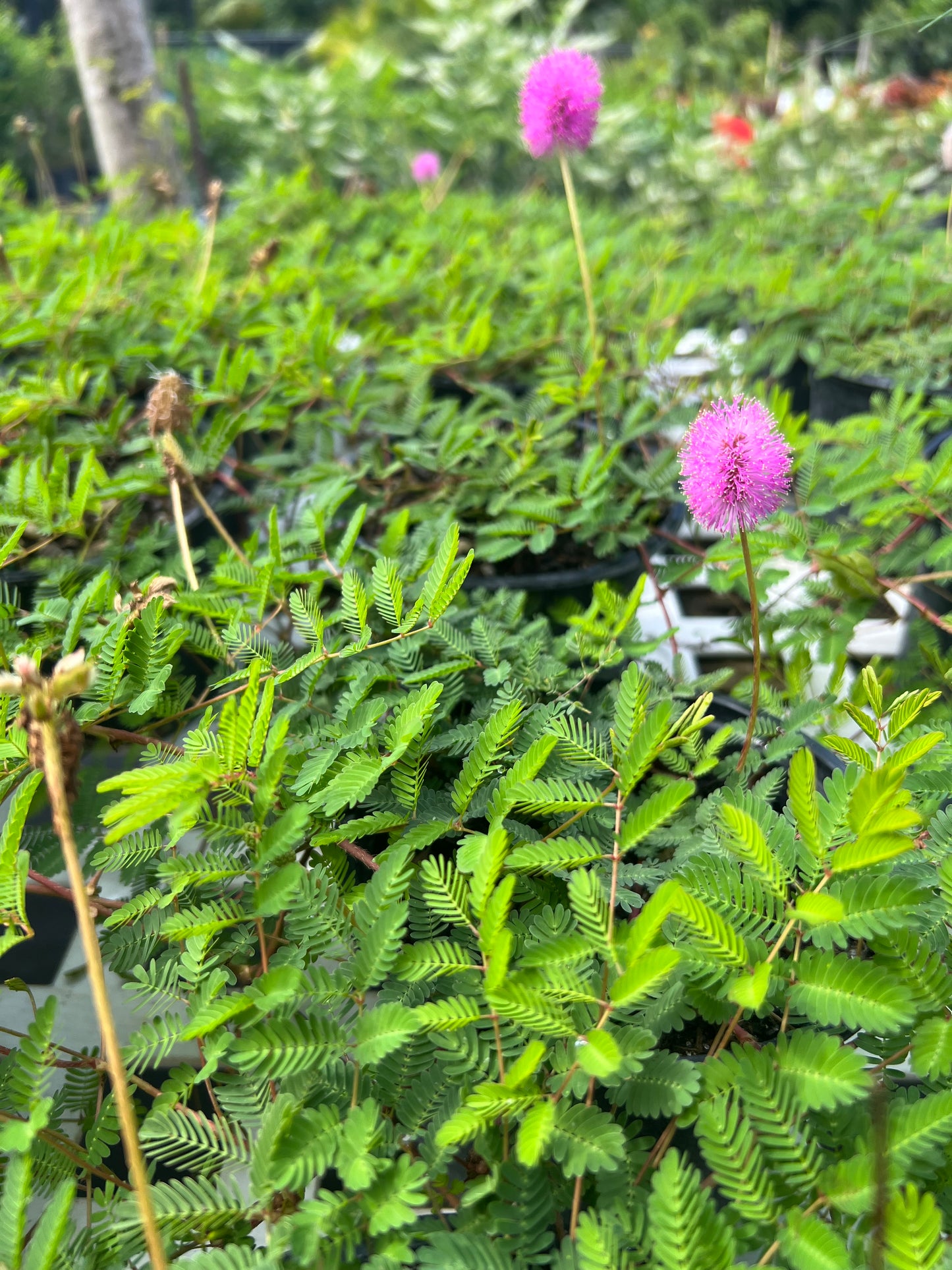 Mimosa Sunshine (Strigillosa) N