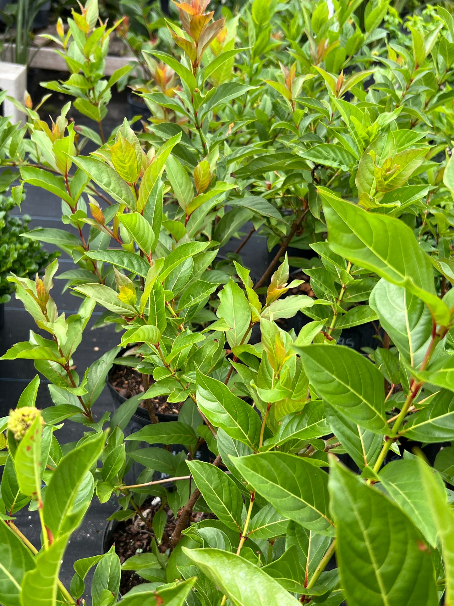 Button Bush
