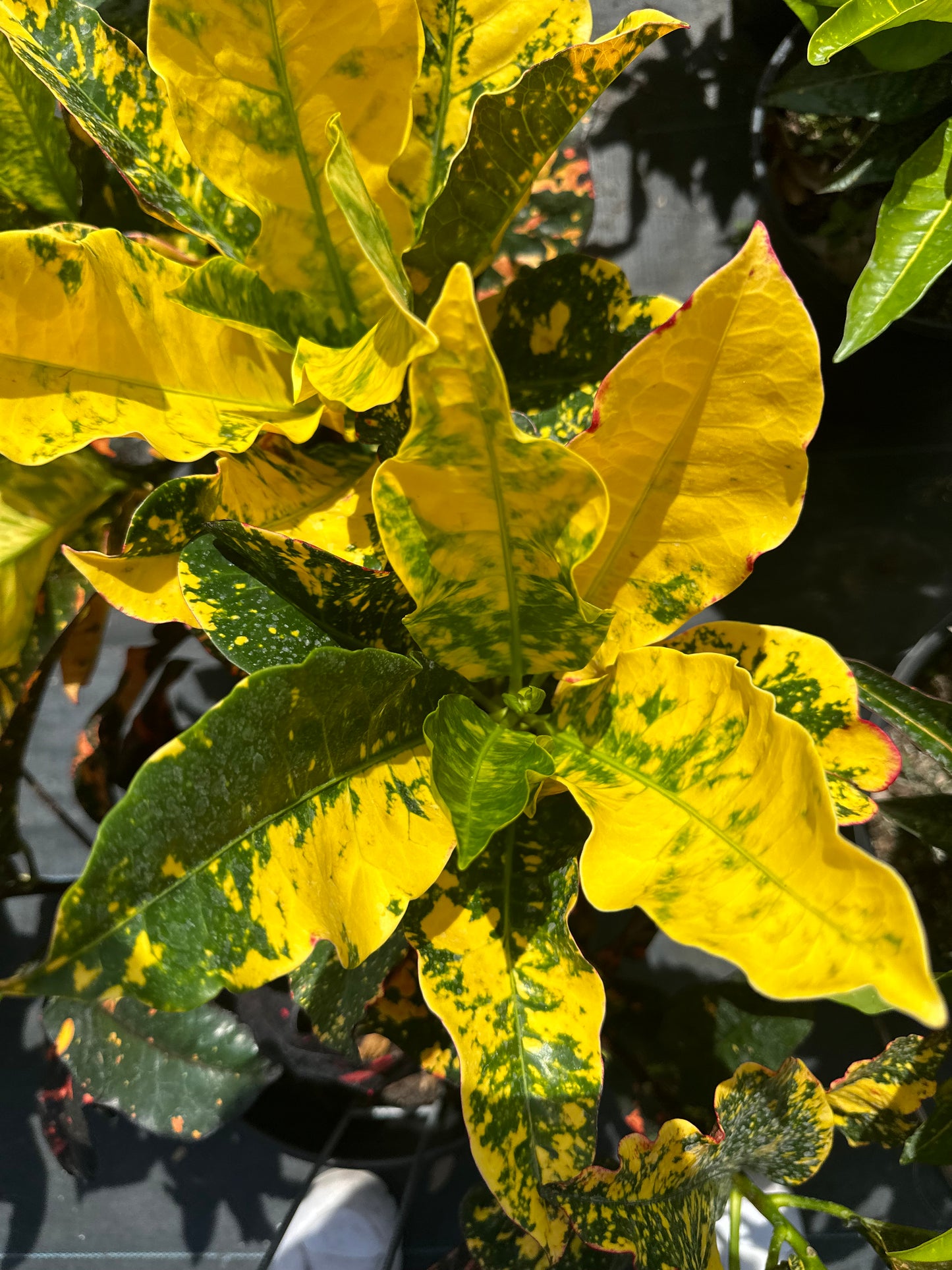 Croton Magnificent
