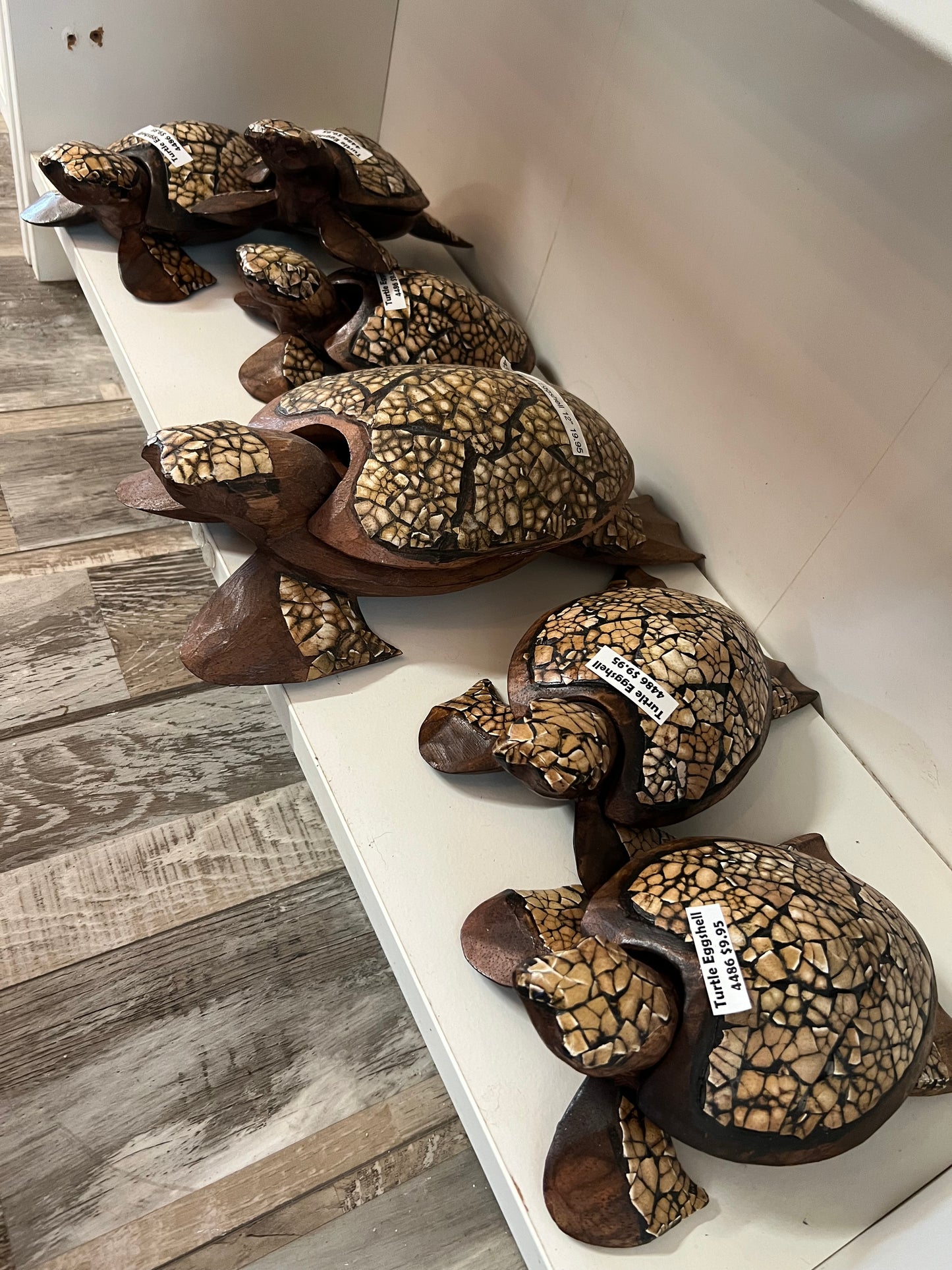 Turtle Eggshell 6"-6"