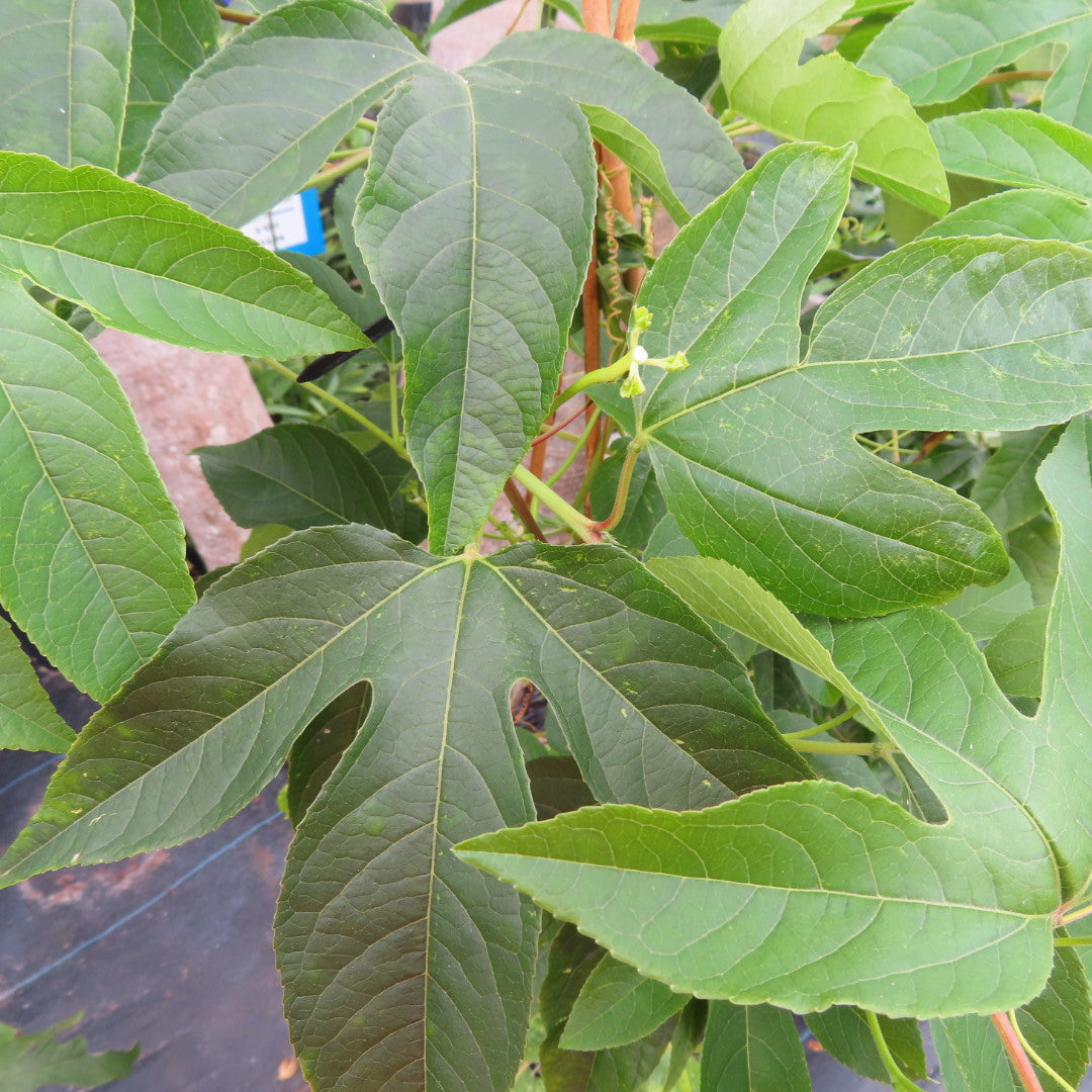 Passion Flower Vine Incense N