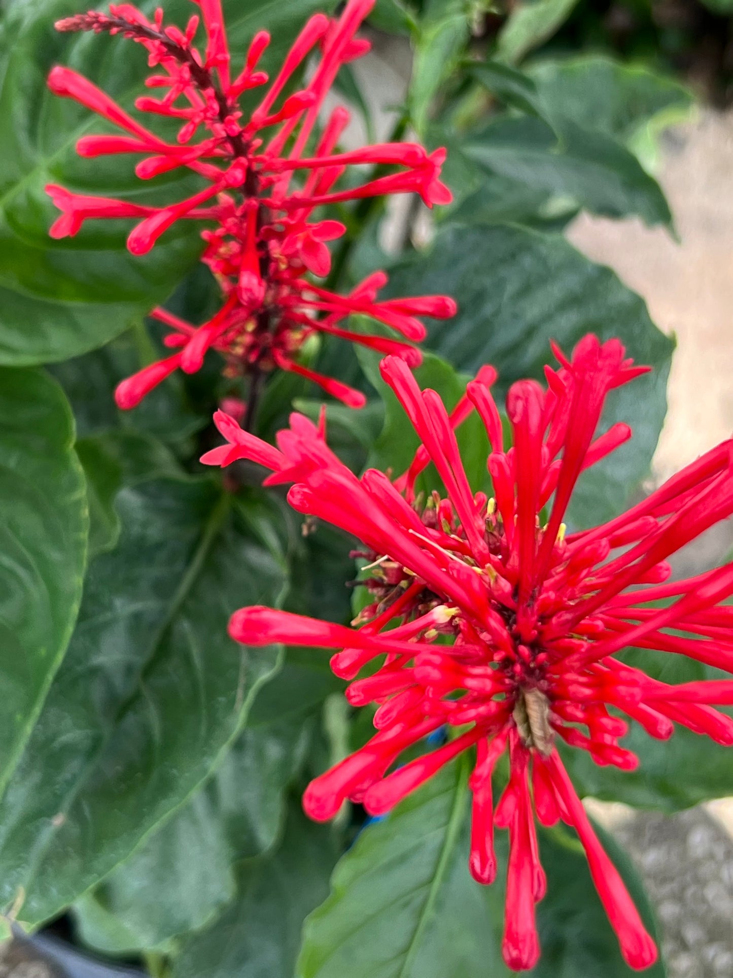 Firespike (Odontonema cuspidatum)