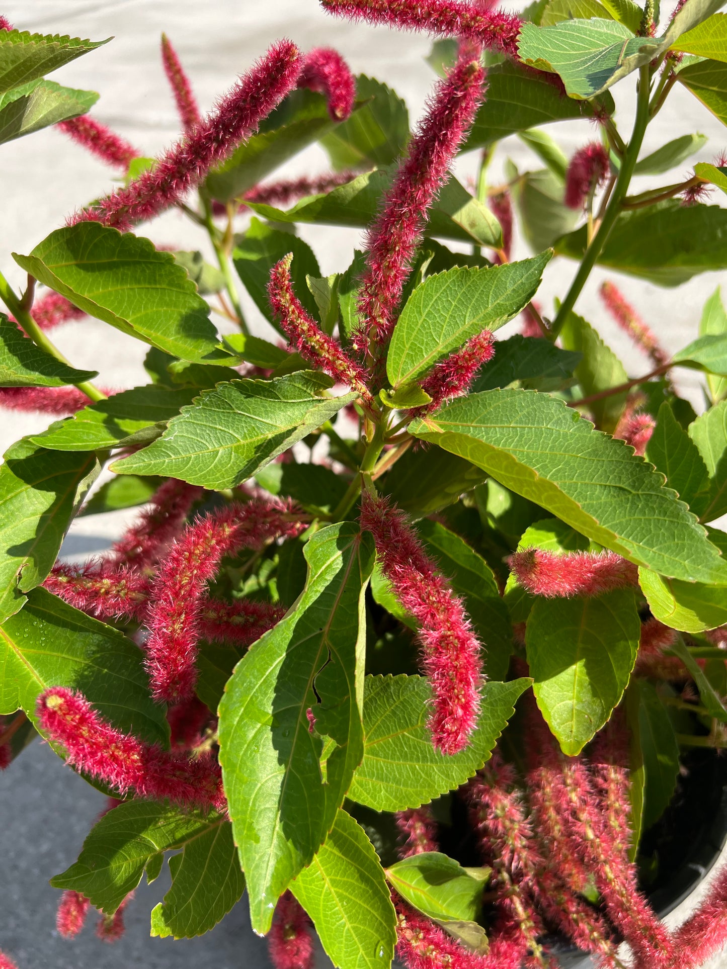 Chenille (Acalypha hispida)