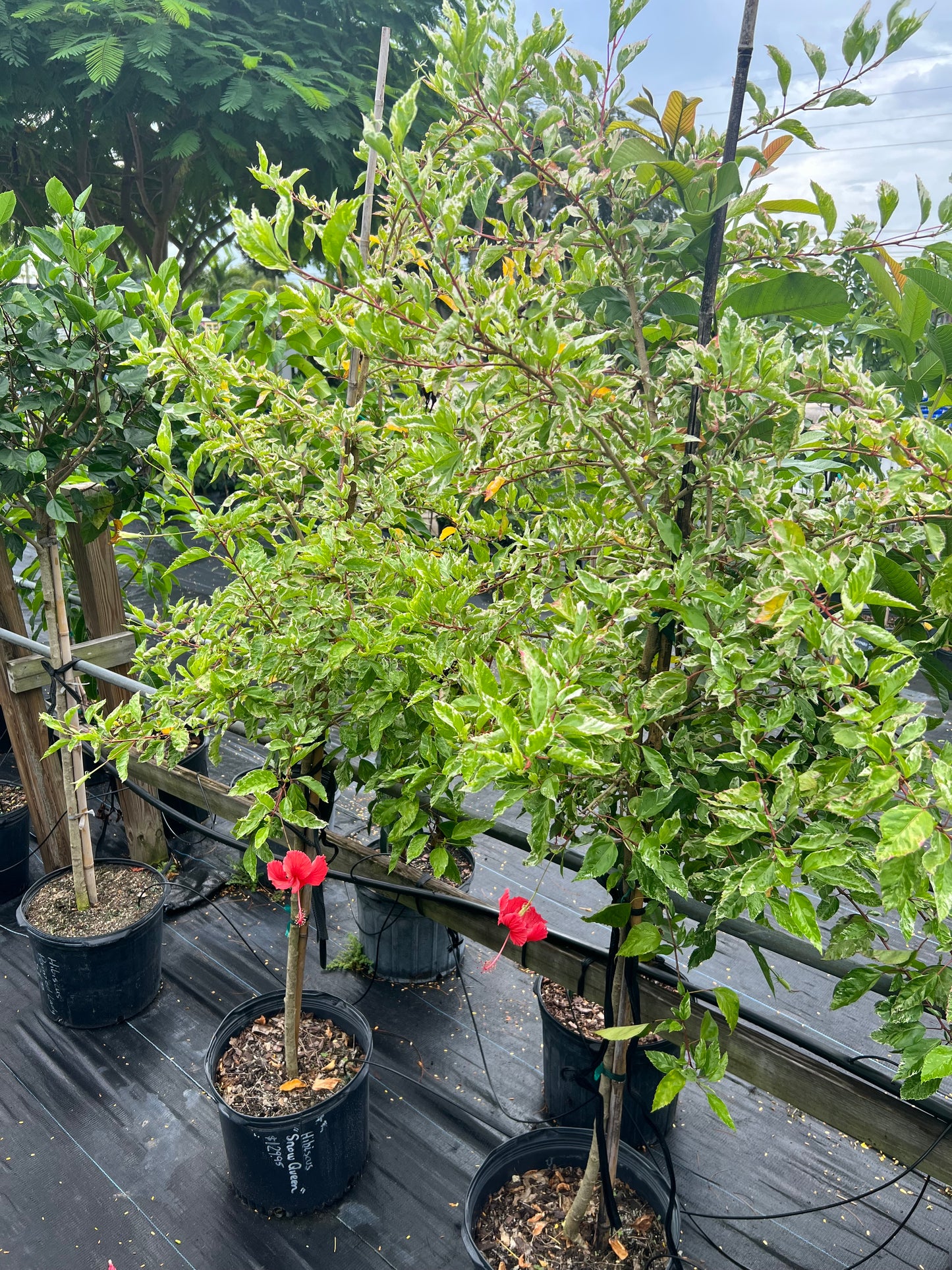 Hibiscus Trees