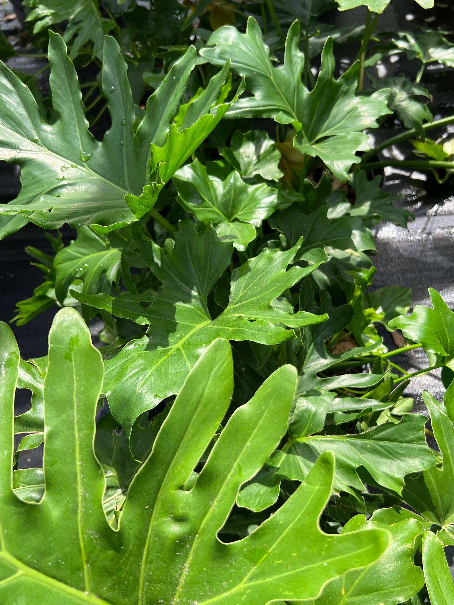 Philodendron Shrubs
