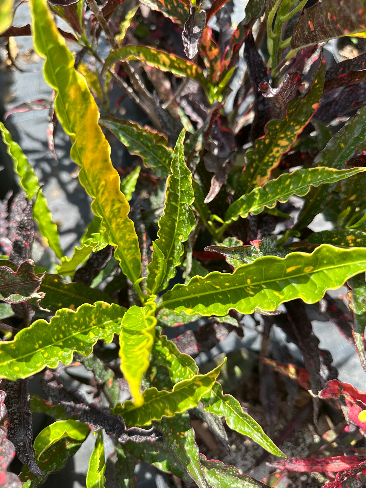Croton Piecrust
