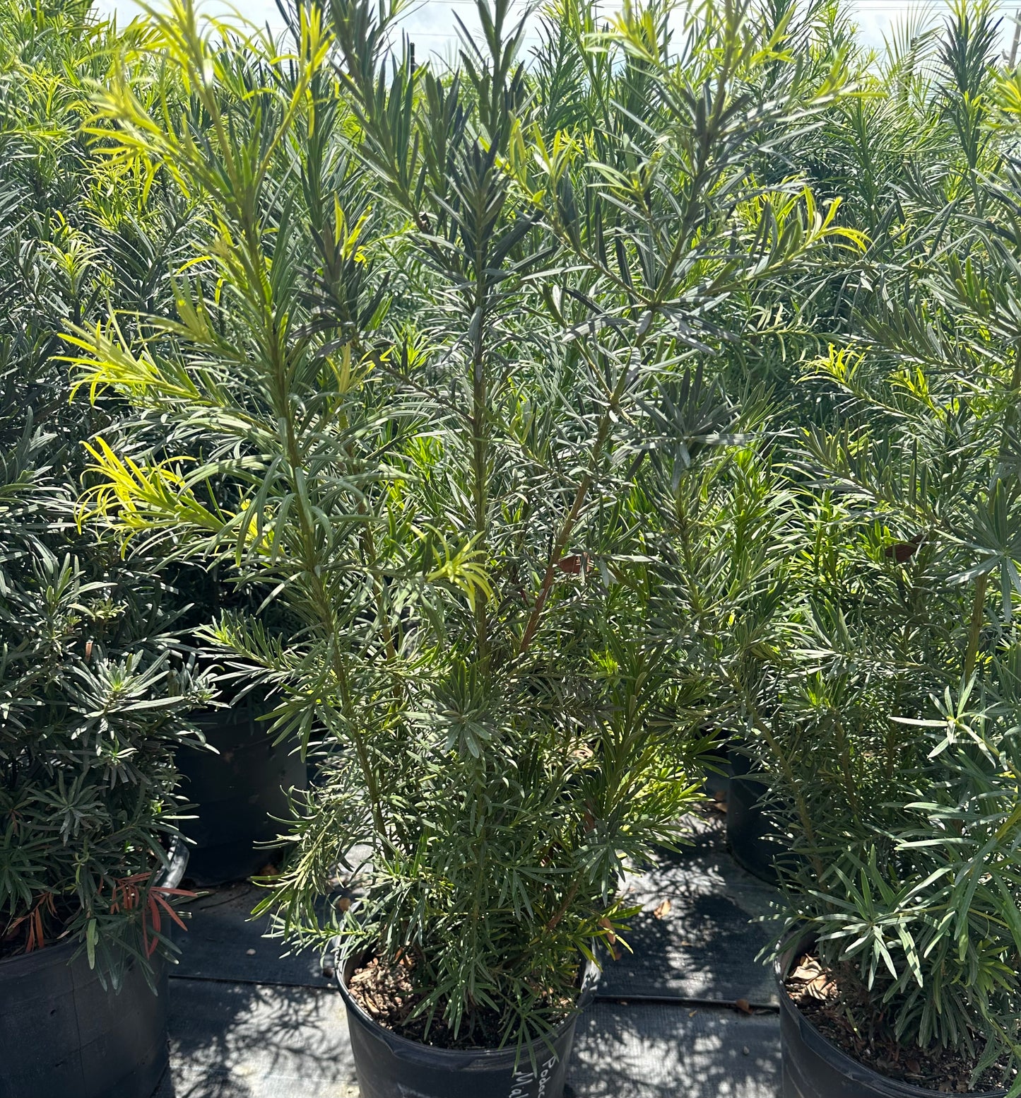 Podocarpus Maki (macrophyllus)