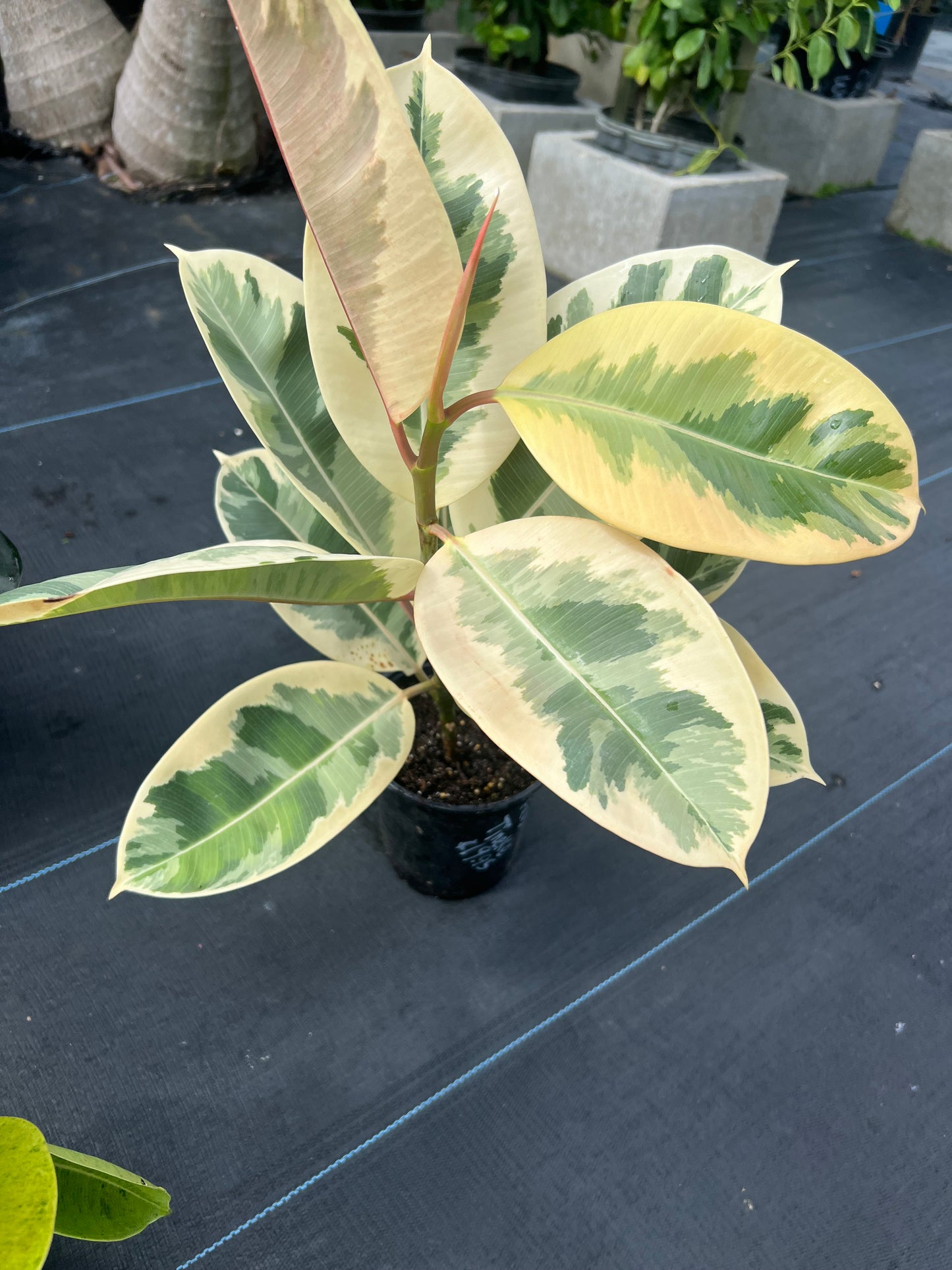 Ficus Tineke Rubber Plant