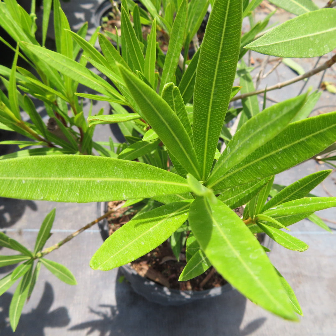 Oleander (Nerium)