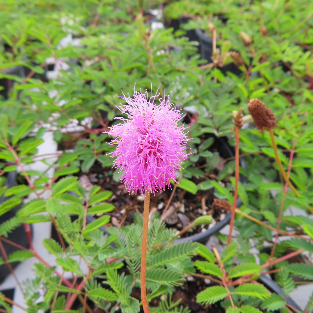 Mimosa Sunshine (Strigillosa) N