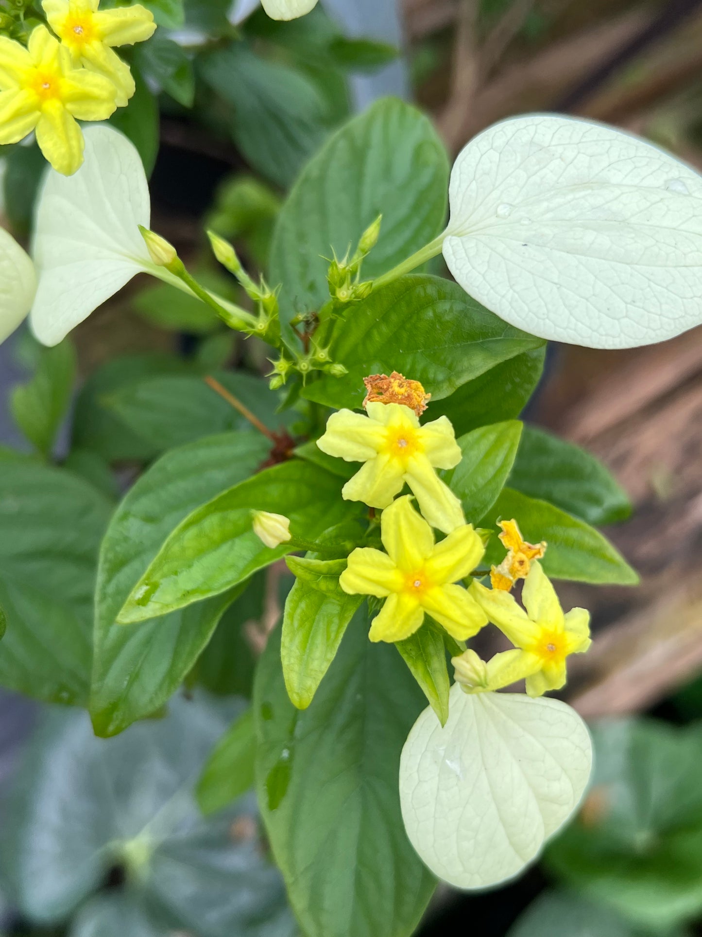 Mussaenda Shrubs