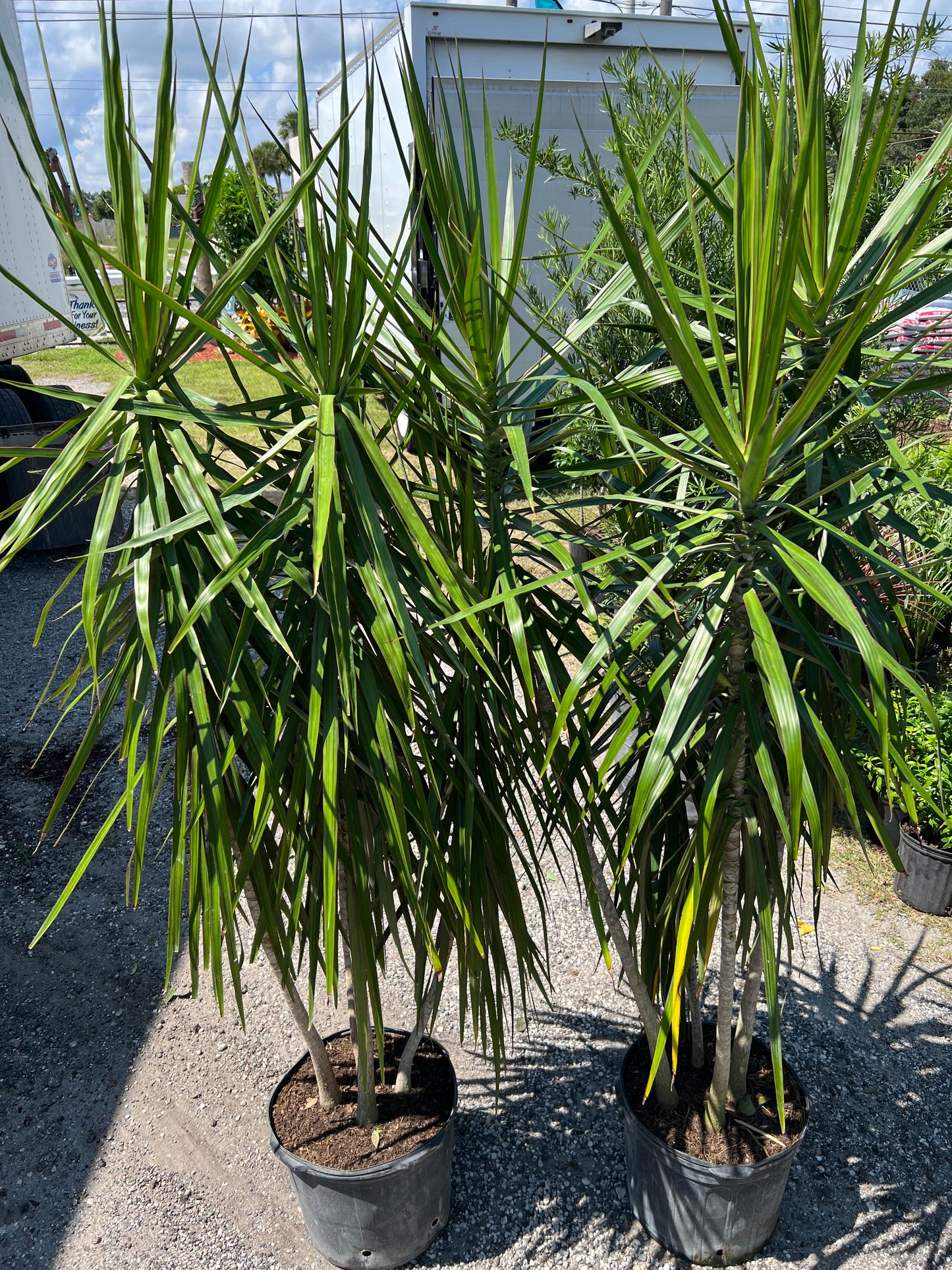 Dracaena Marginata Green