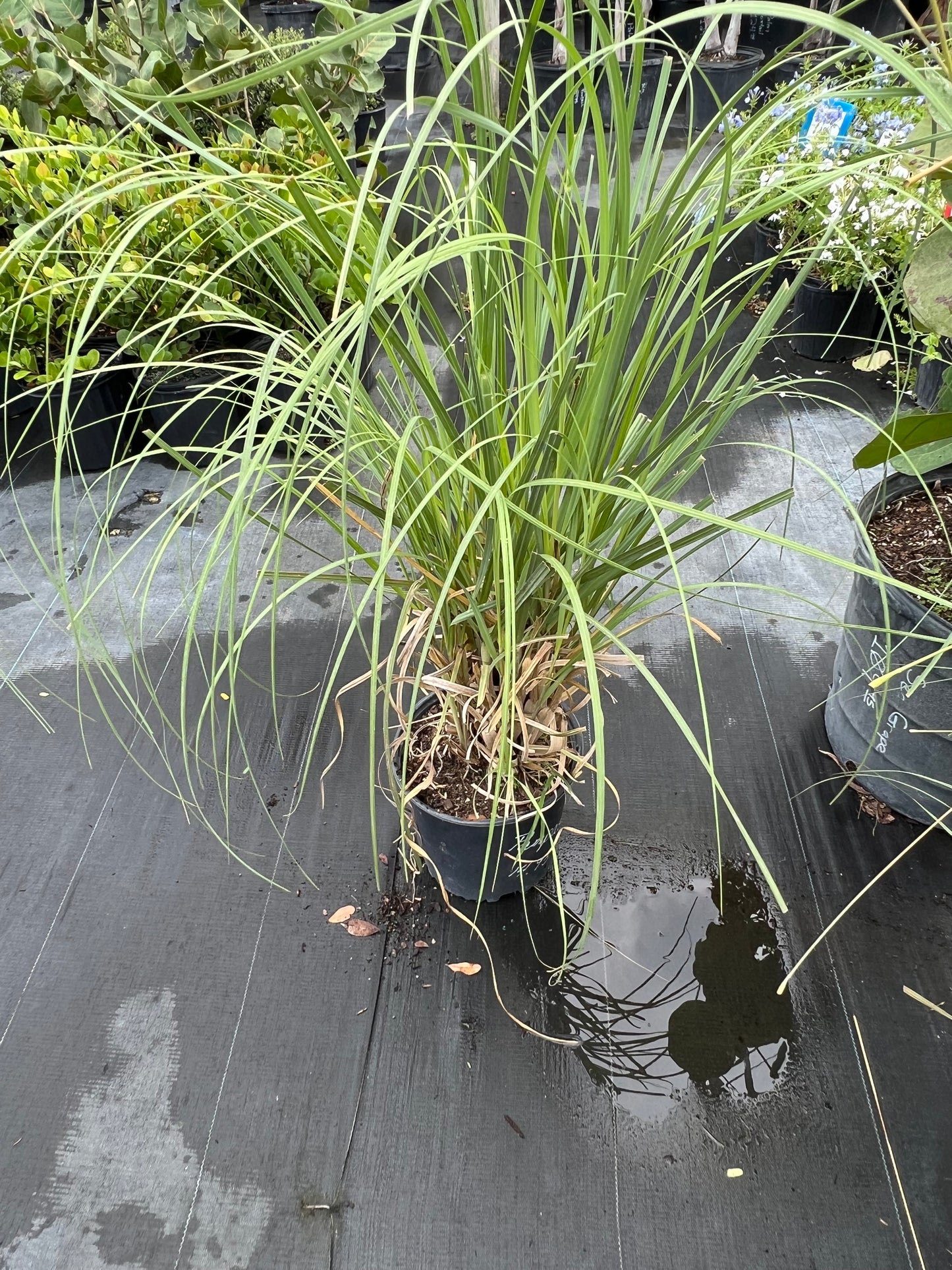 Pampas Grass-3G-3 gal