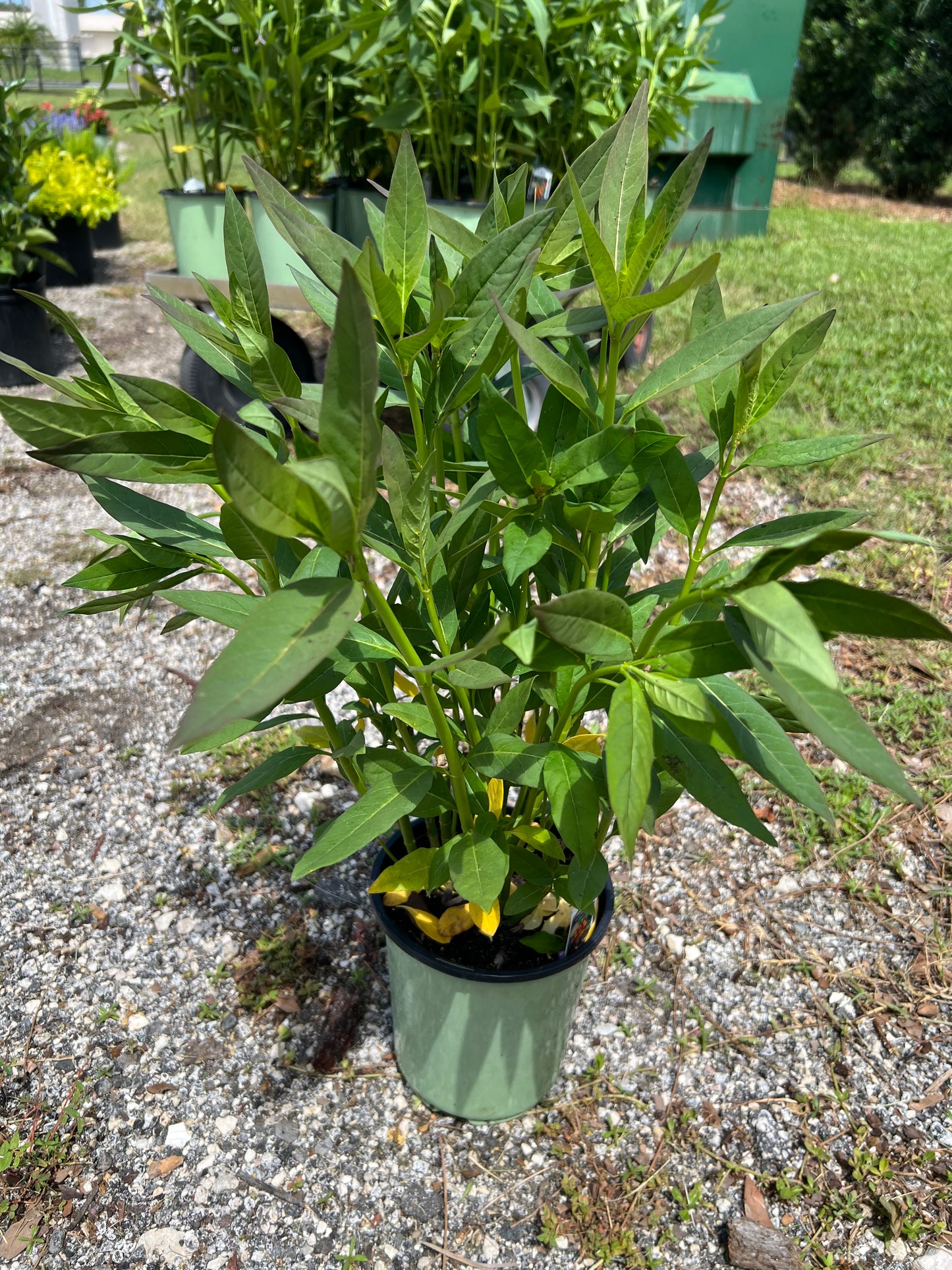 Milkweed Tropical