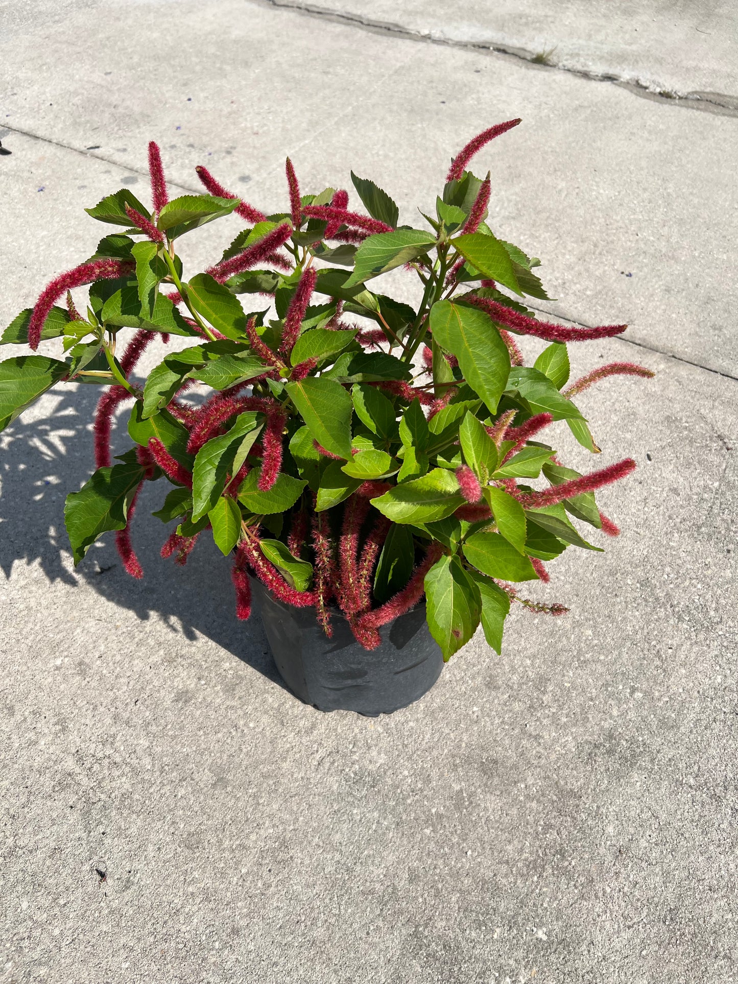 Chenille (Acalypha hispida)
