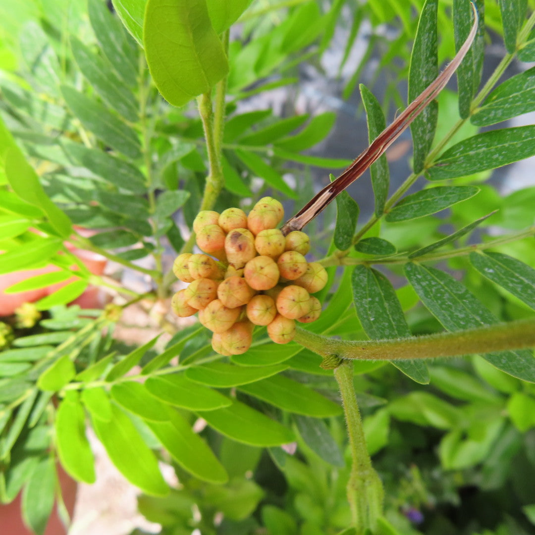 Powderpuff Shrub