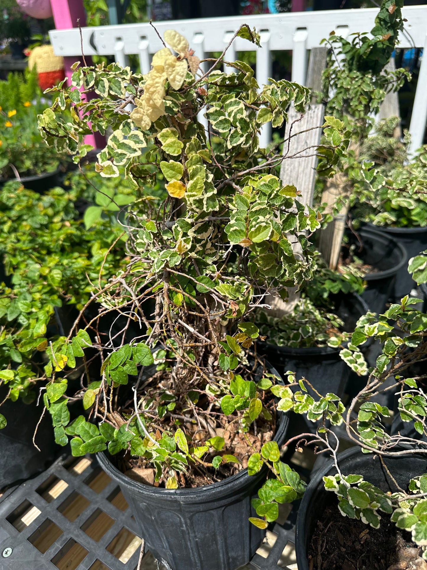 Ficus Creeping Fig