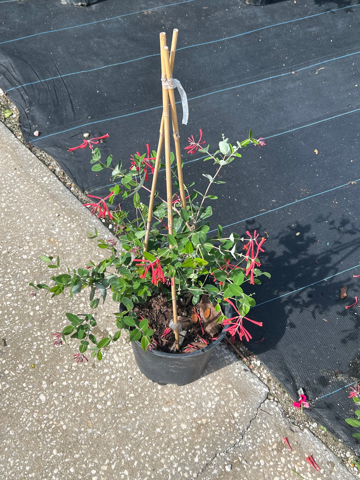 Coral Honeysuckle Vine