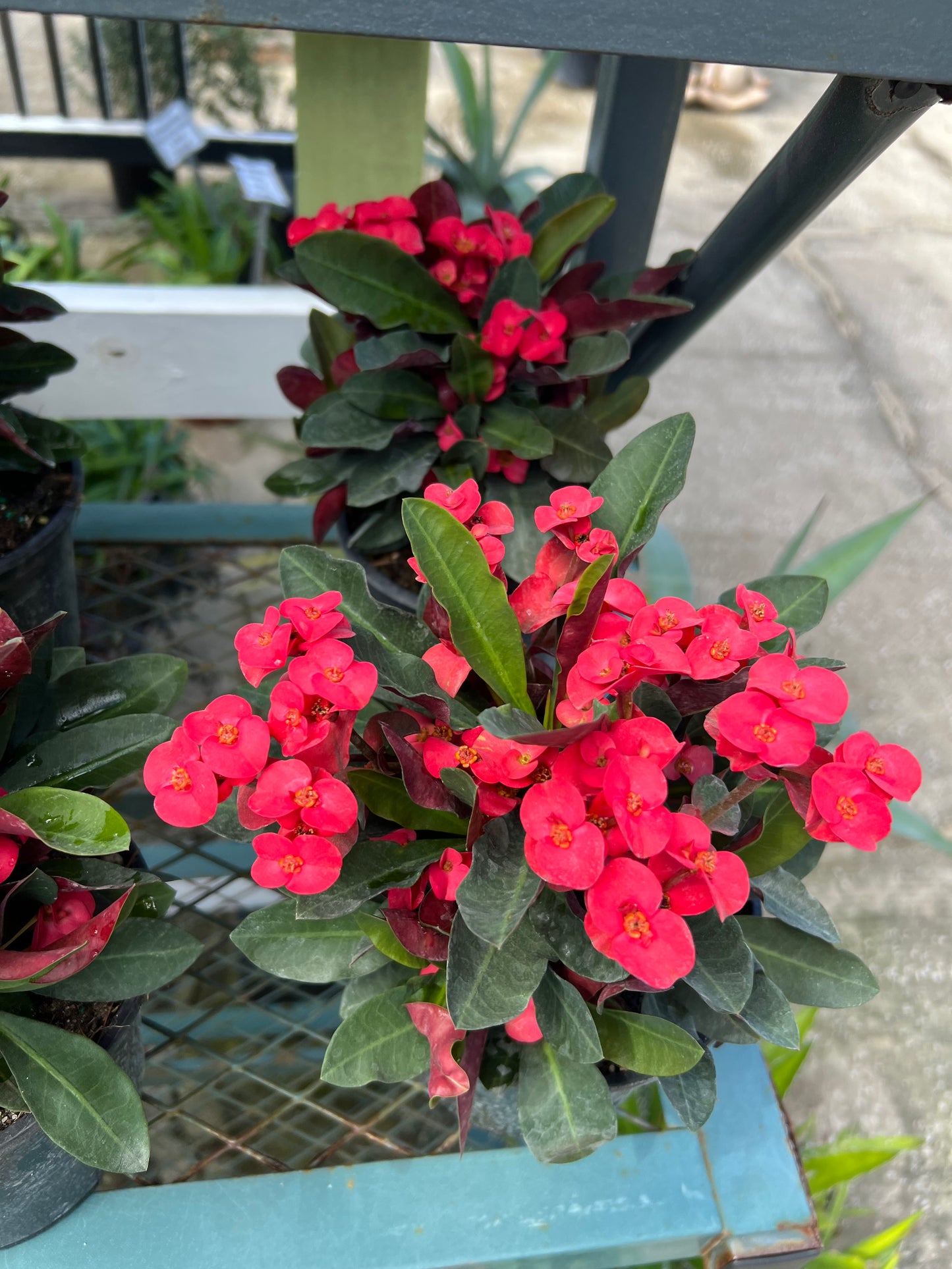 Crown of Thorn (Euphorbia milii)