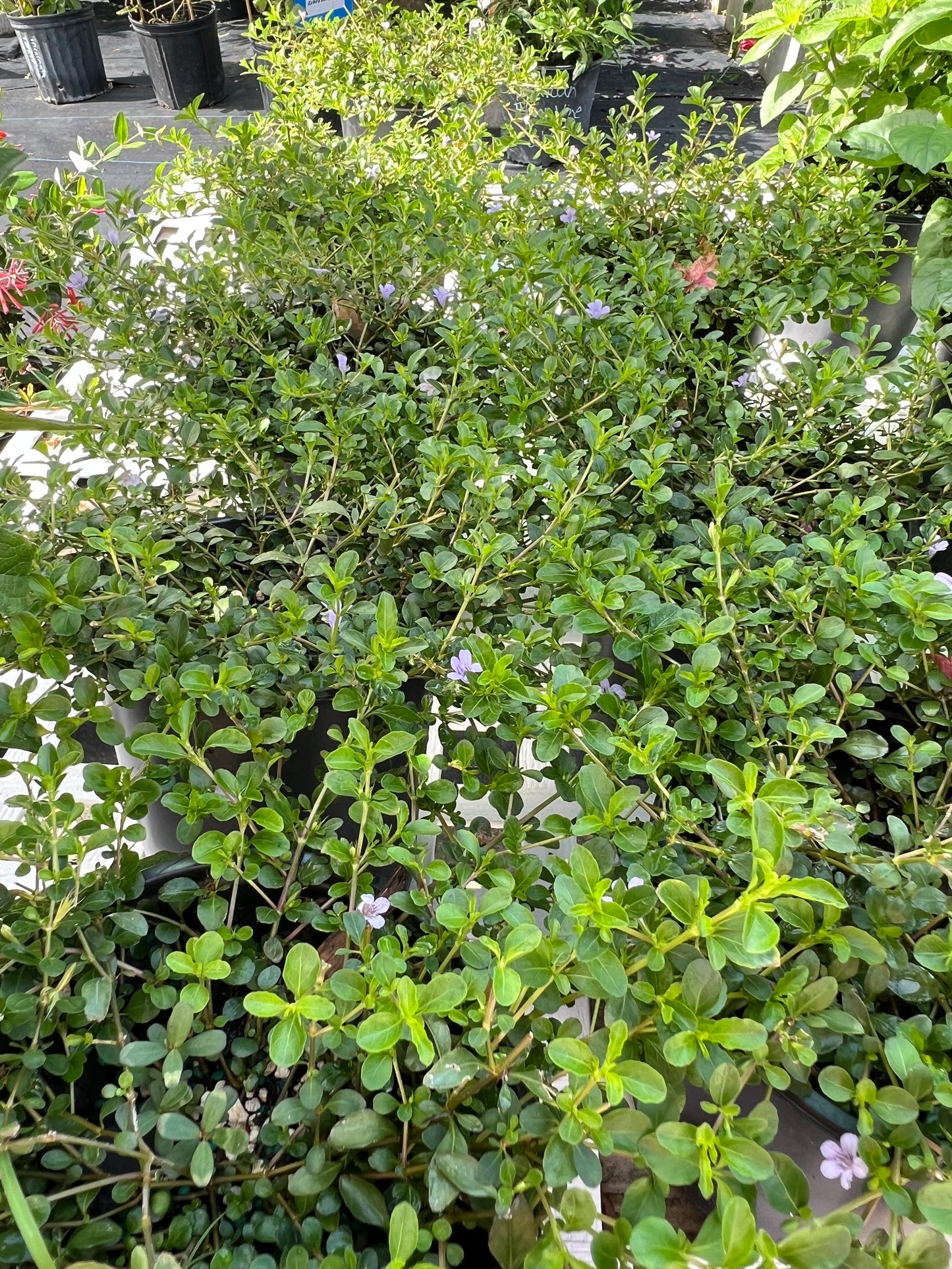 Dyschoriste Swamp Twinflower-1G-1 gal