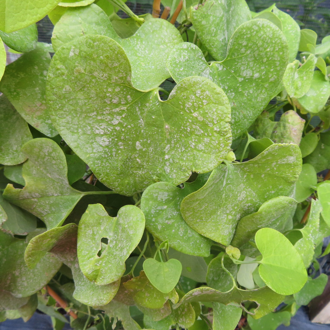 Dutchman's Pipe (Aristolochia macrophylla)