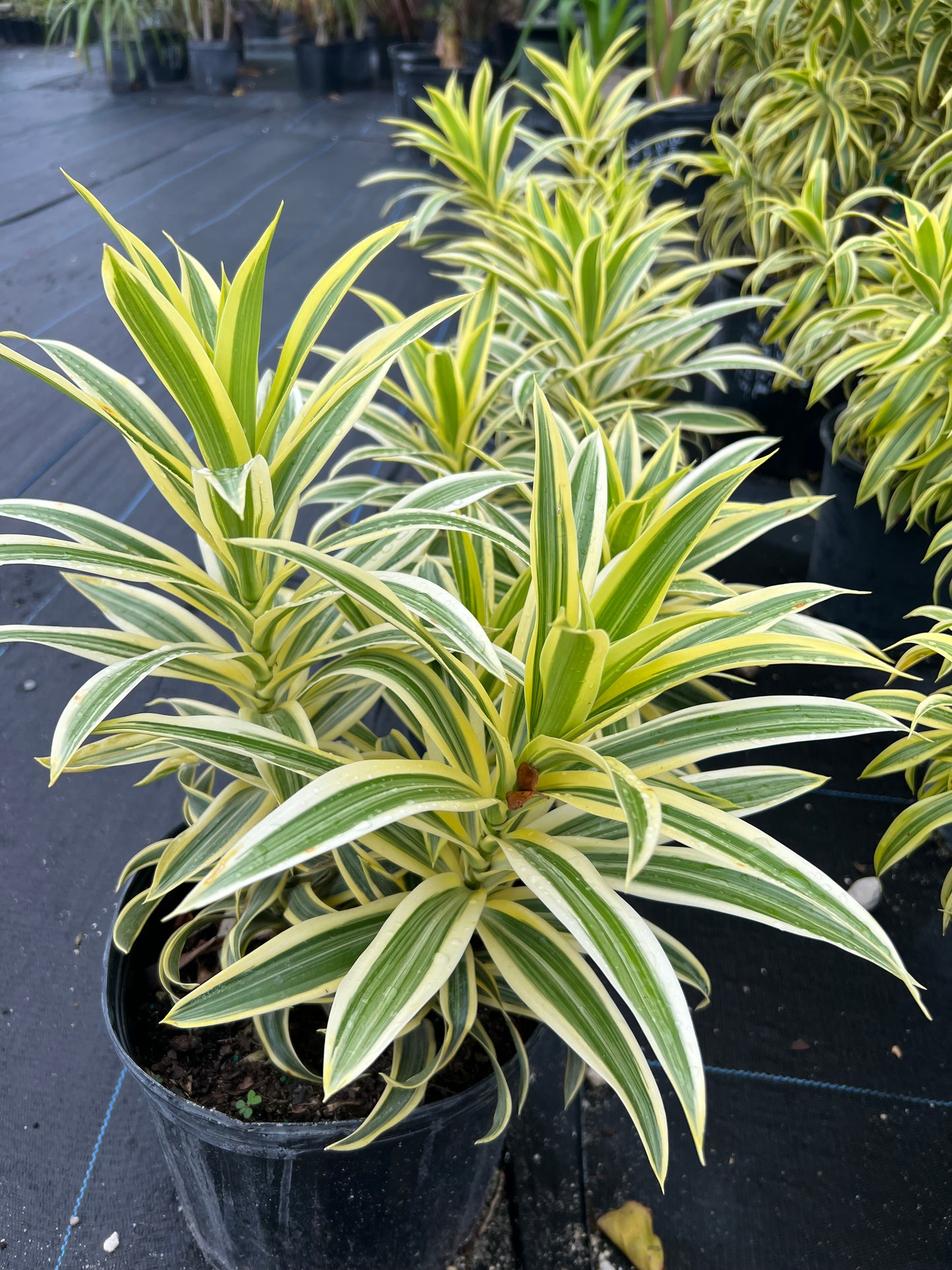 Song of India (Dracaena reflexa)