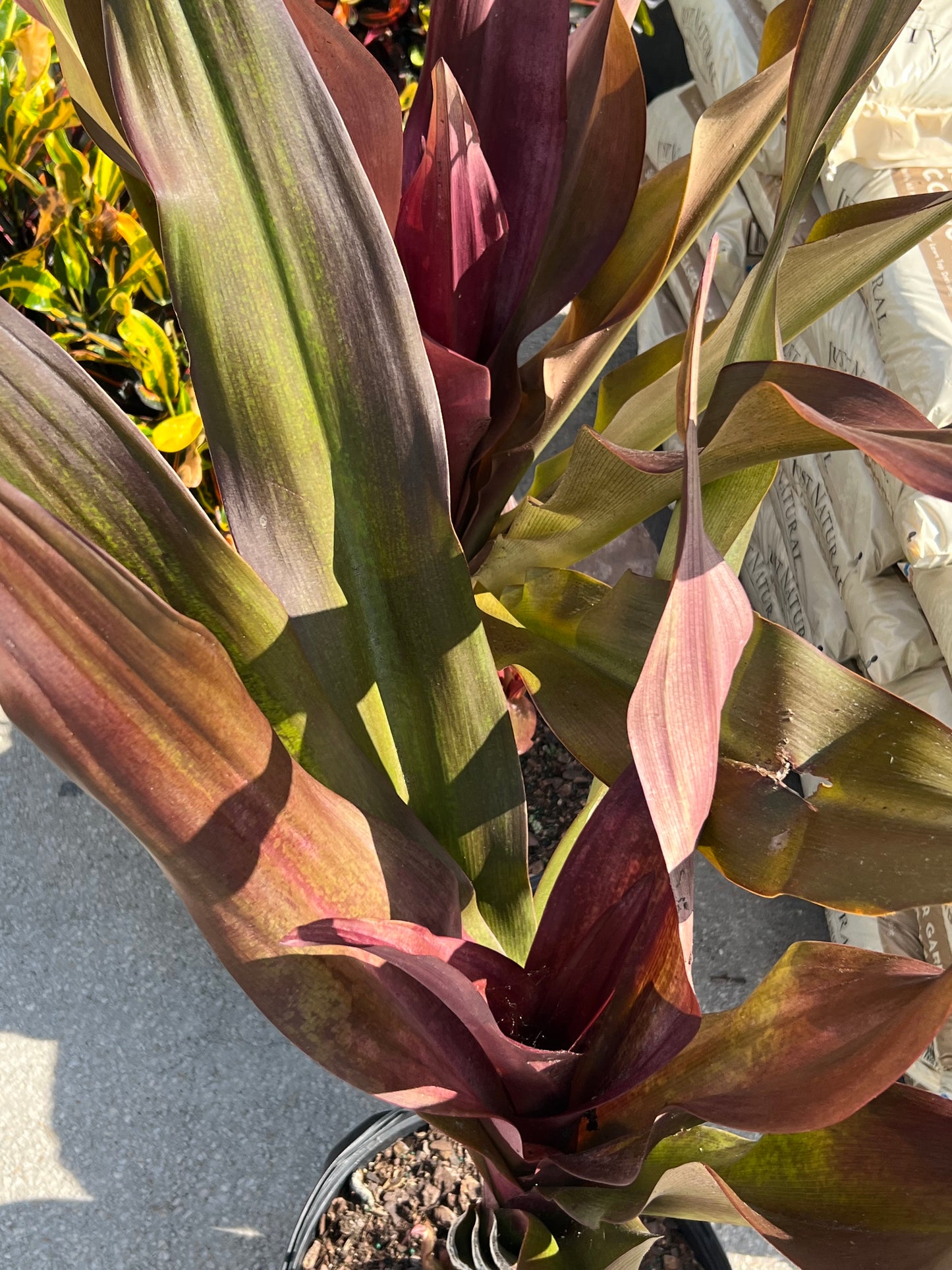 Crinum Lilly QE-3G-3 gal