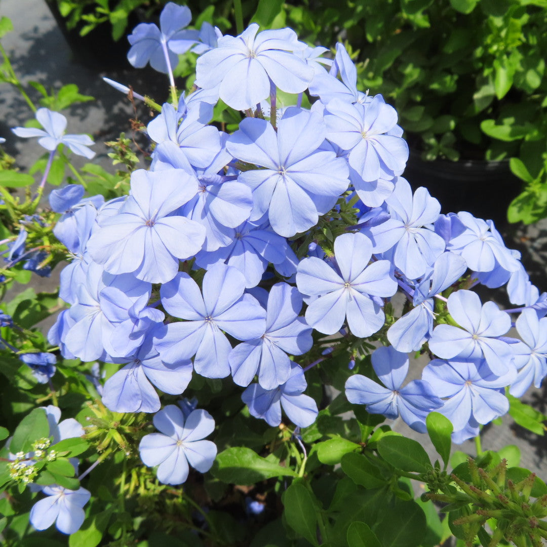 Plumbago (auriculata)