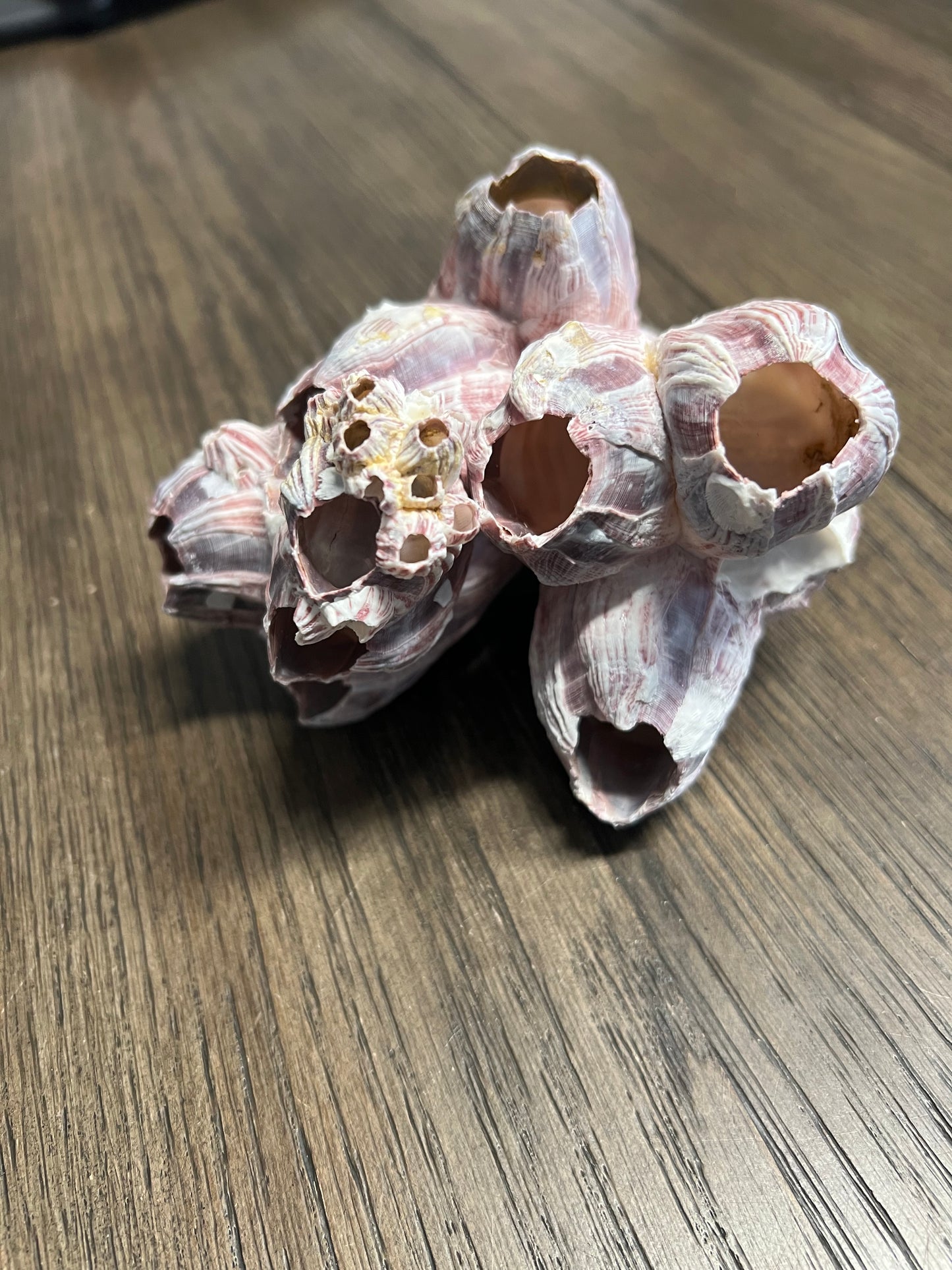 Barnacle Shell