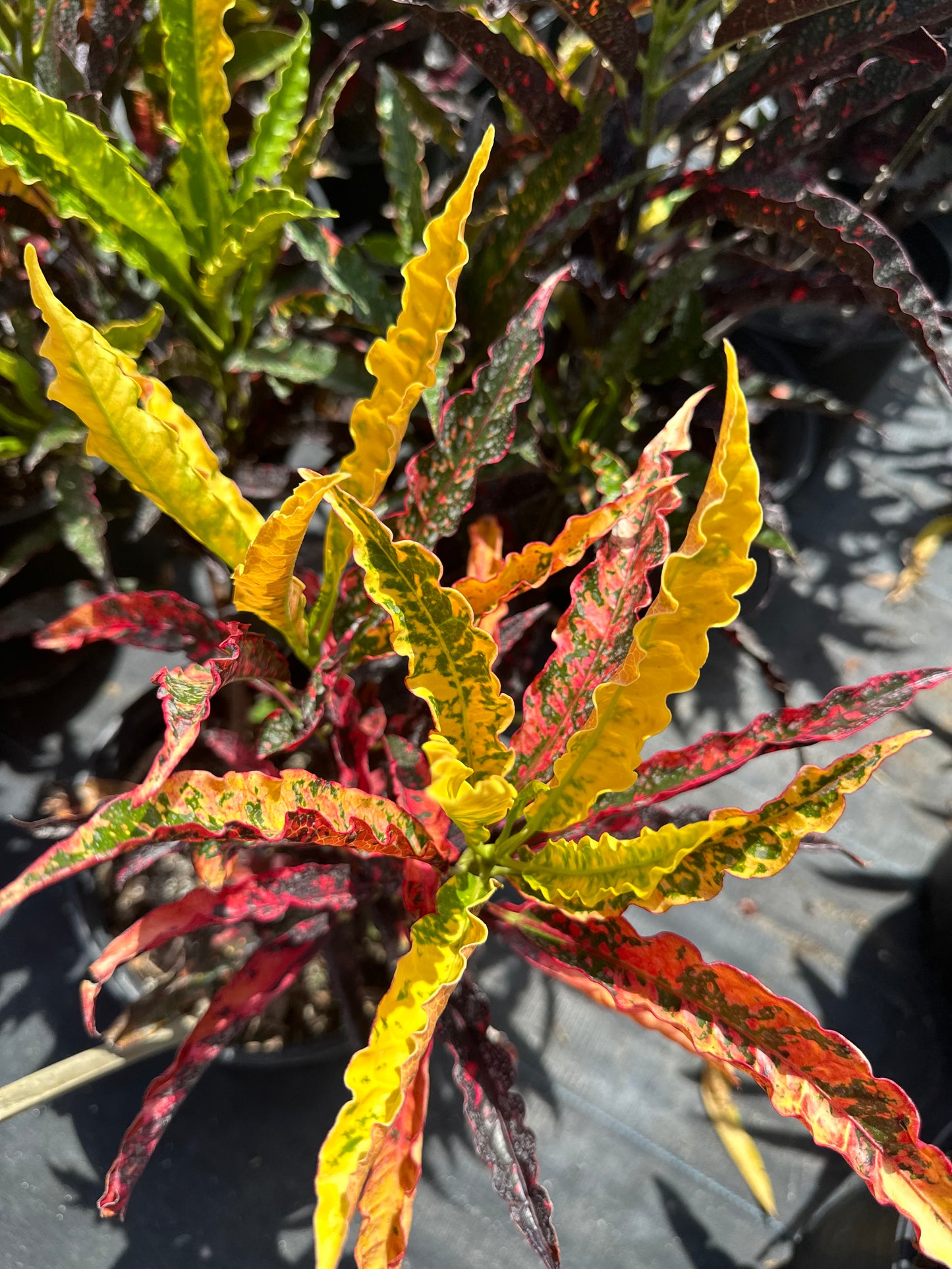 Croton Piecrust
