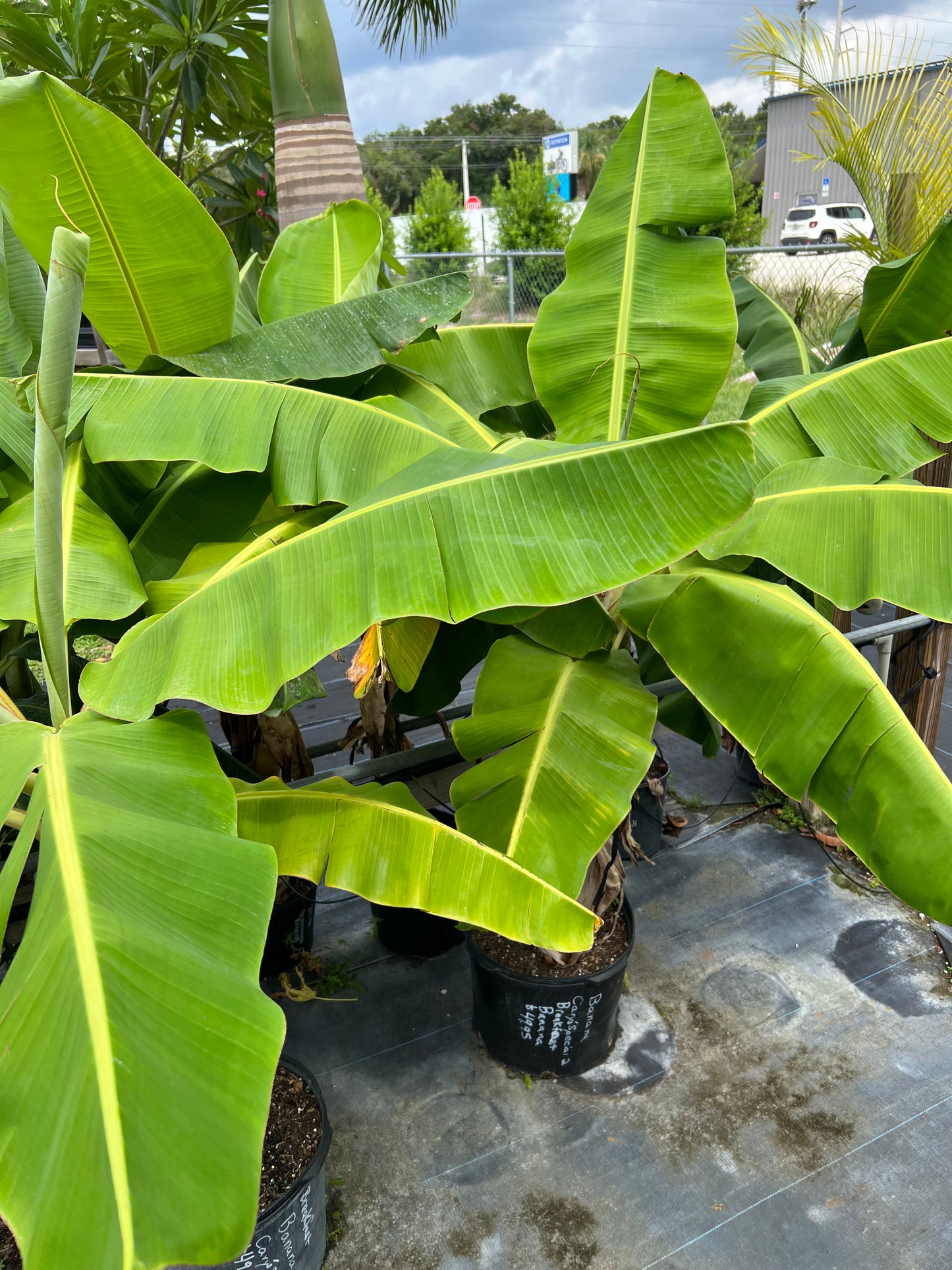 Banana (Musa) Trees