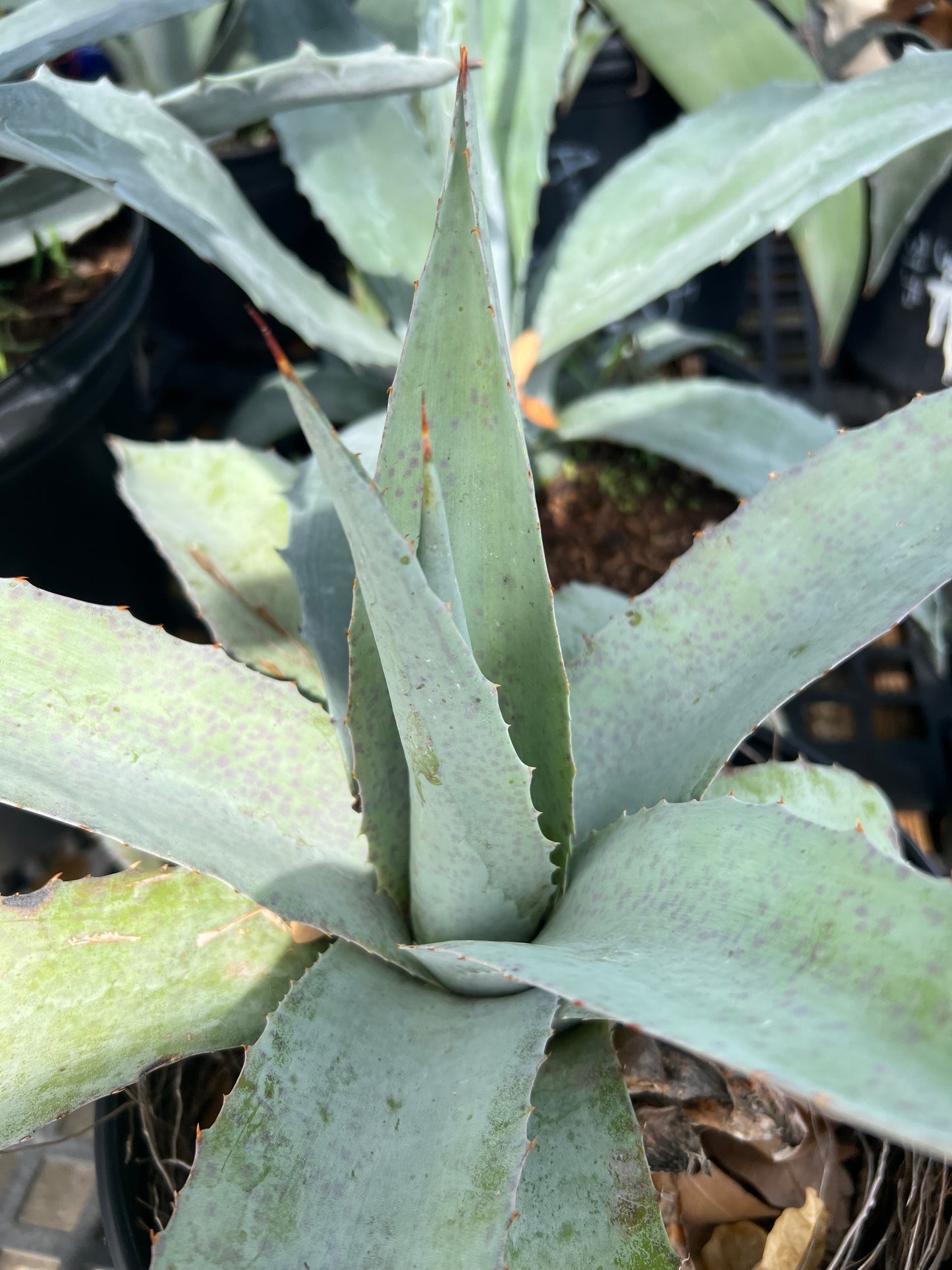Agave Frosty Blue 3G
