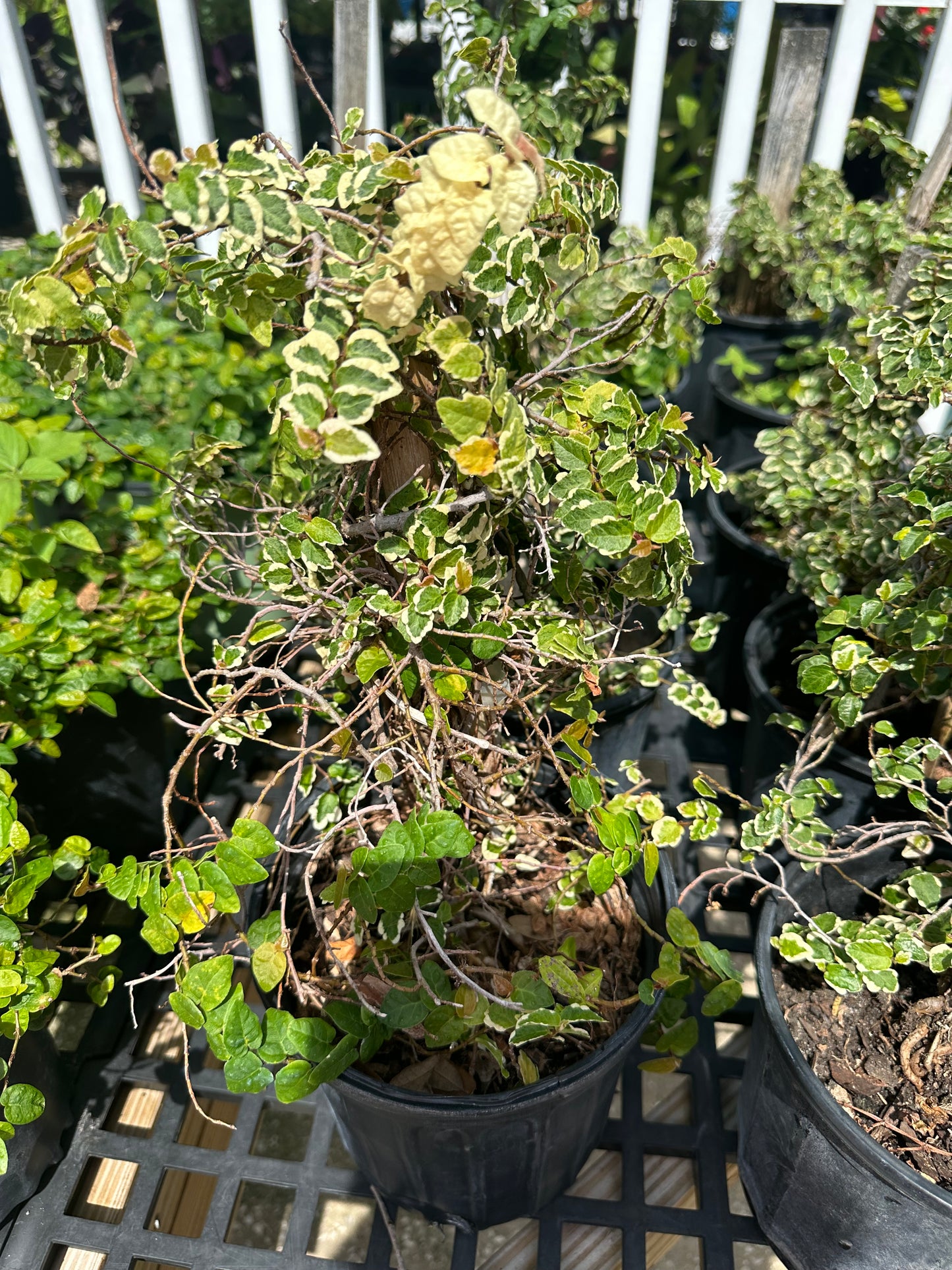 Ficus Creeping Fig