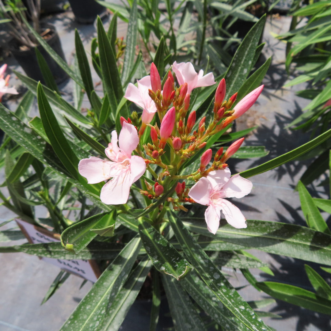 Oleander Petite Dwarf