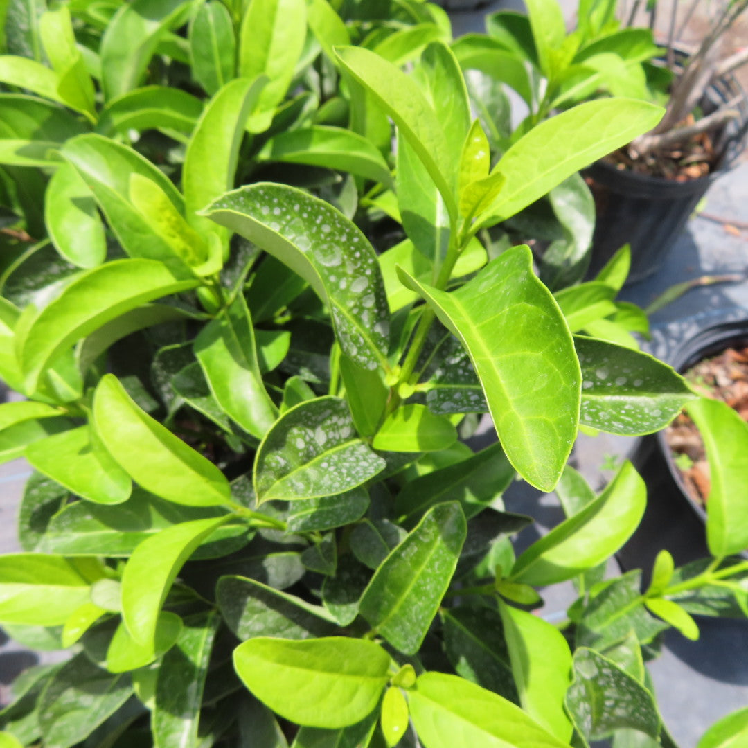 Viburnum Odors (sweet viburnum)