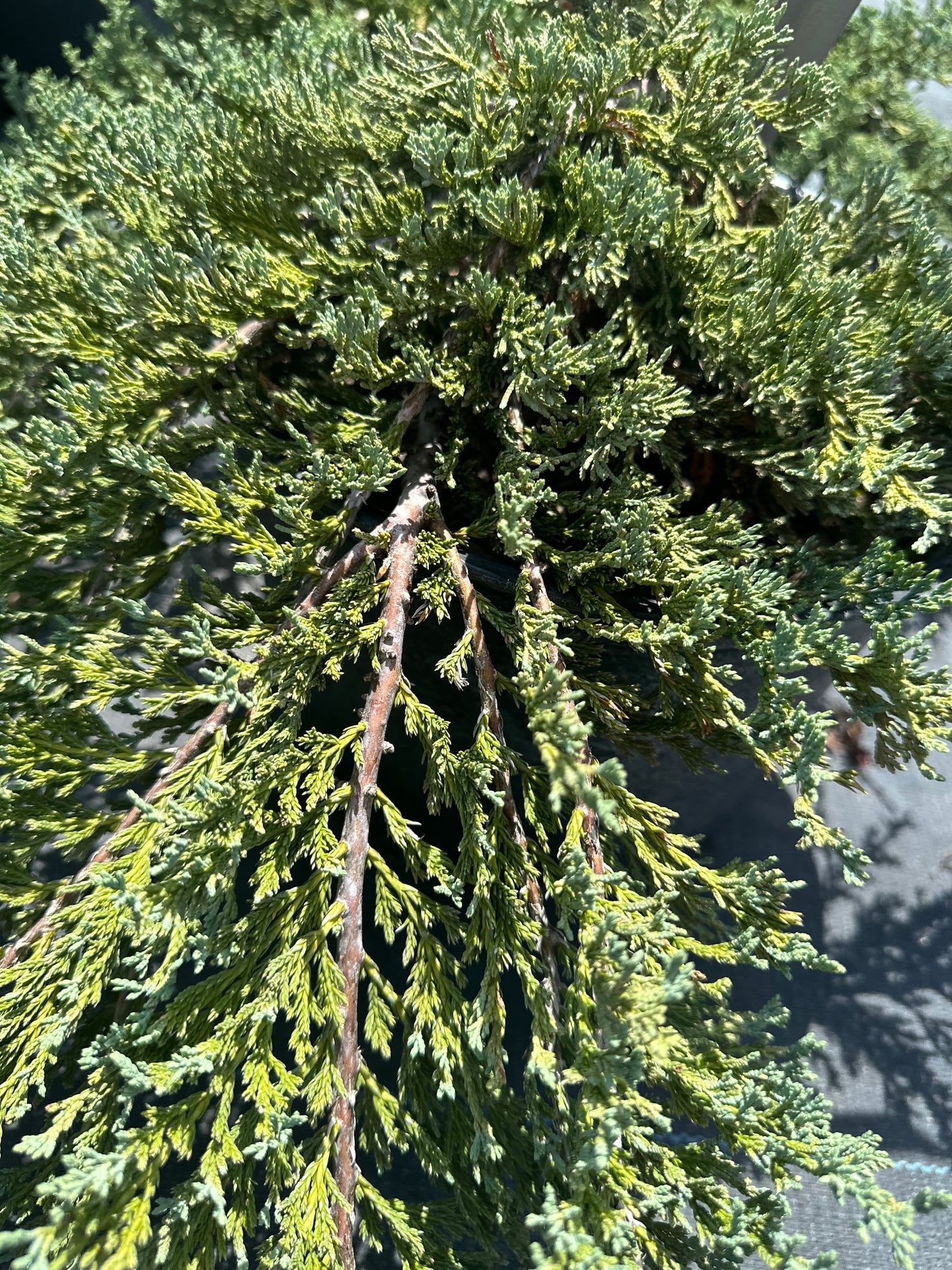 Juniper Procumbens Nana