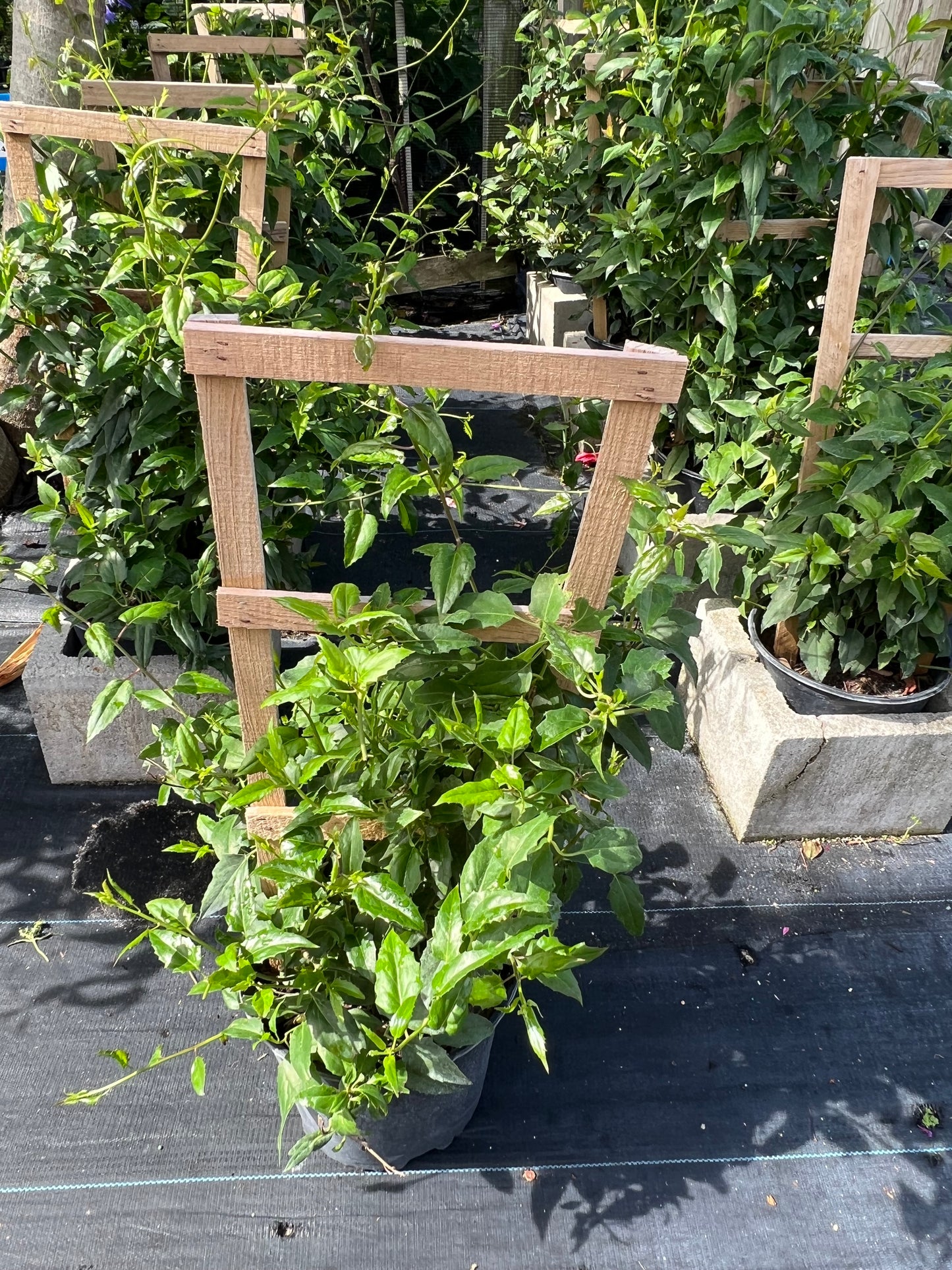 Mexican Flame Vine