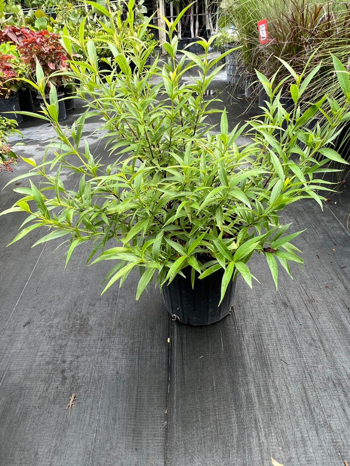 Panama Rose-3G
