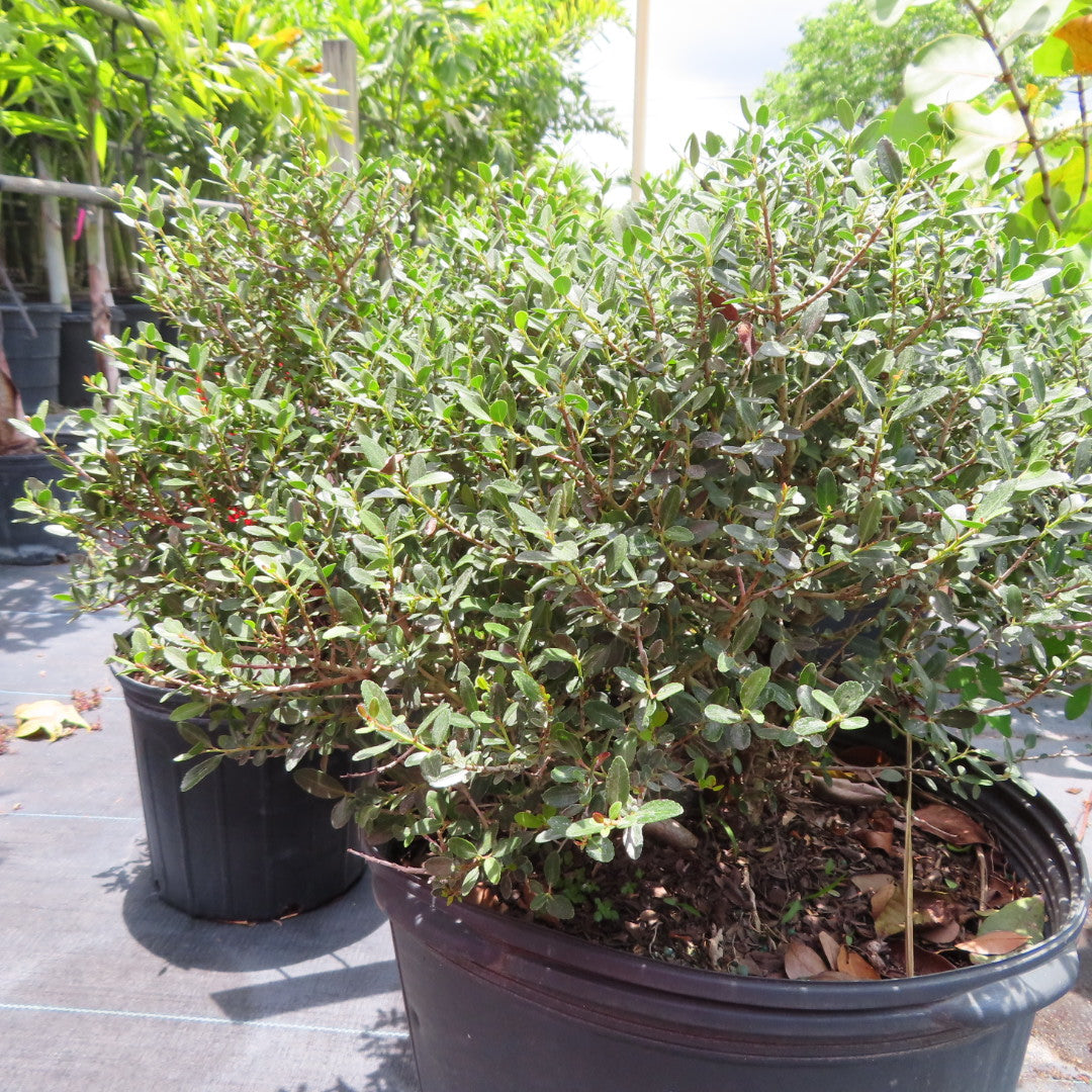 Ilex Schilling